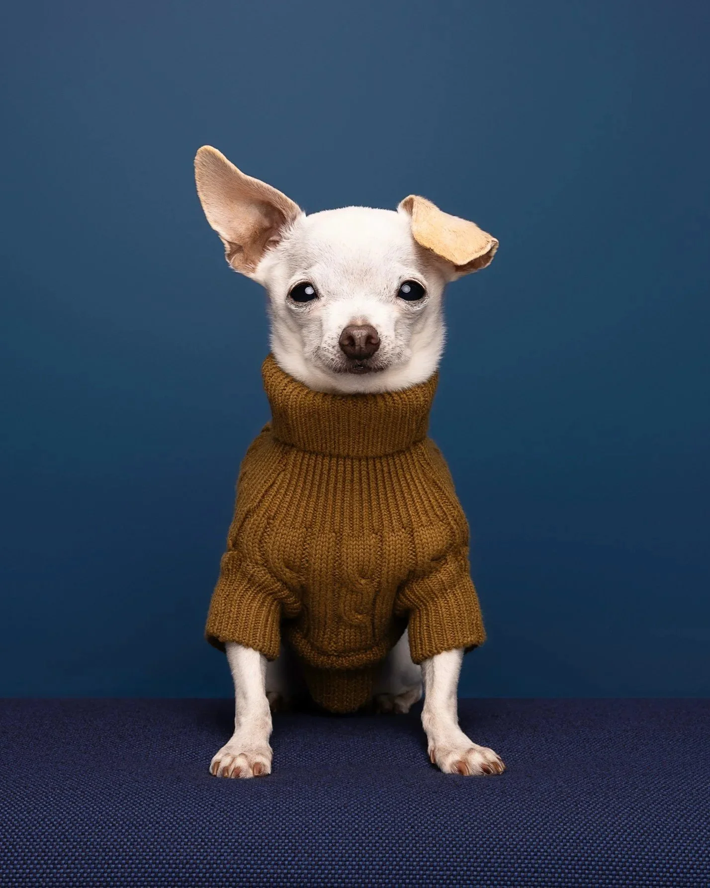 A small dog, possibly a Chihuahua, wearing a brown knitted sweater, sitting against a solid blue background.