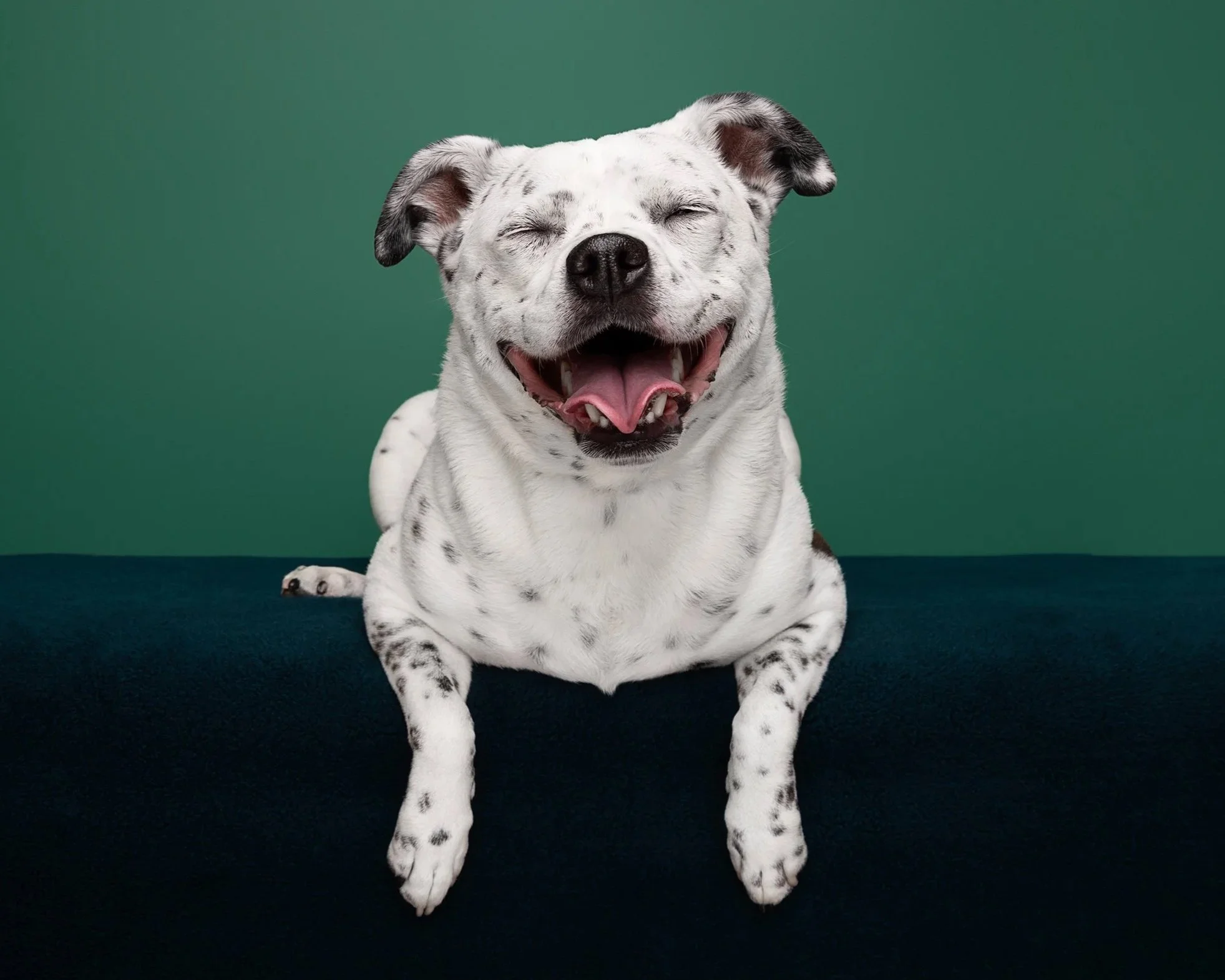 A happy Dalmatian dog with a white coat and black spots, sitting on a dark surface with a green background.