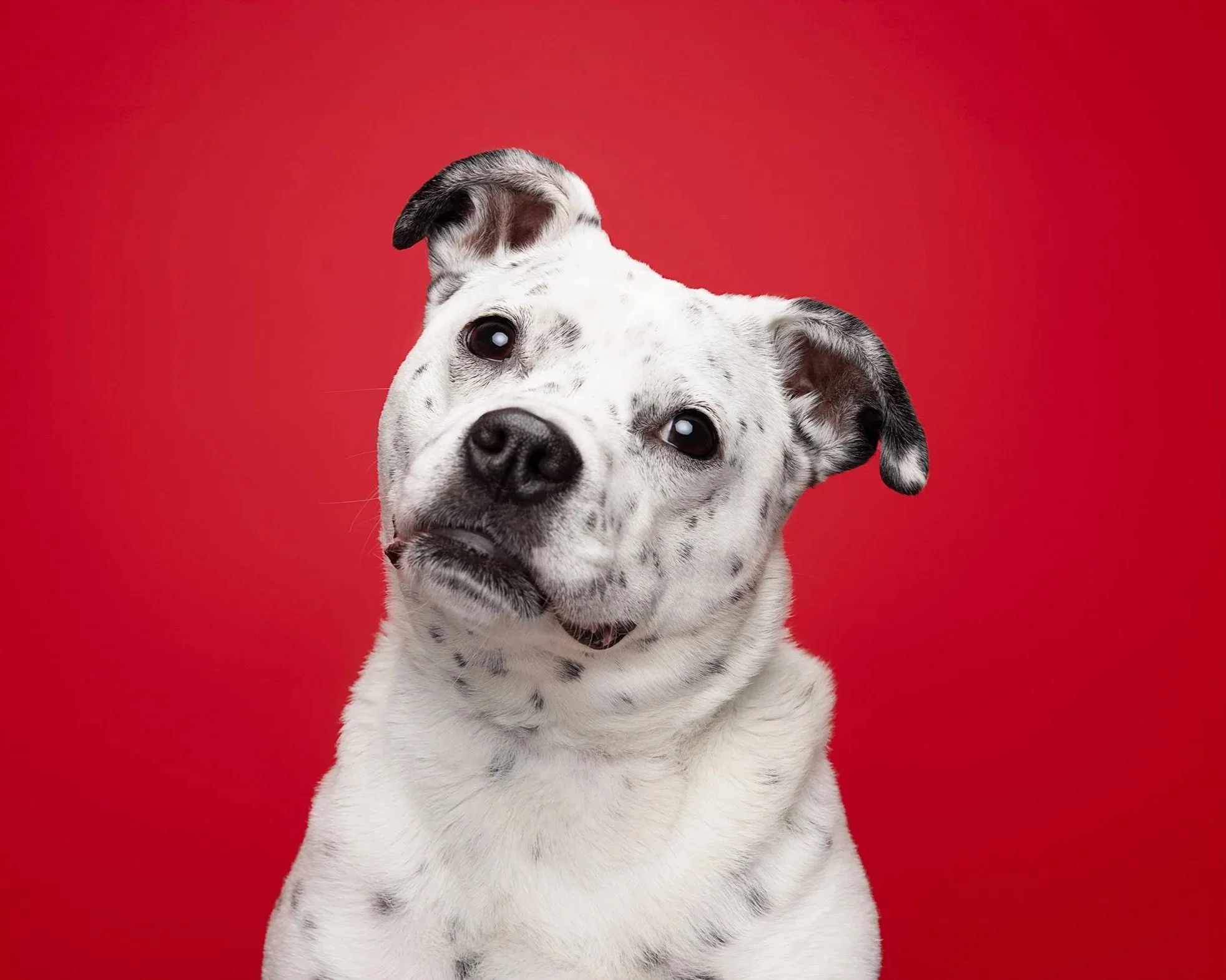 A white dog with black spots, tilting its head with a curious expression, against a red background.