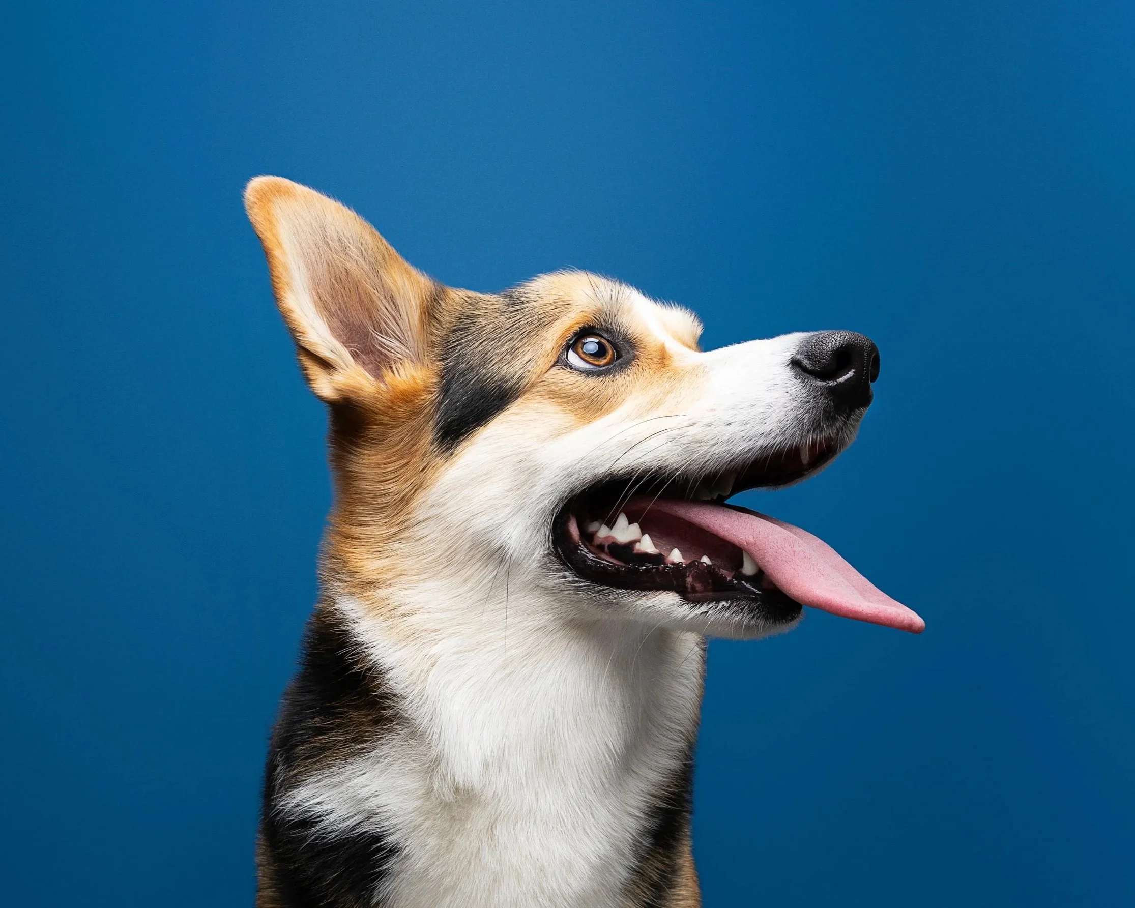 A cute, happy dog with a tri-color coat, one ear up, tongue out, and blue background.