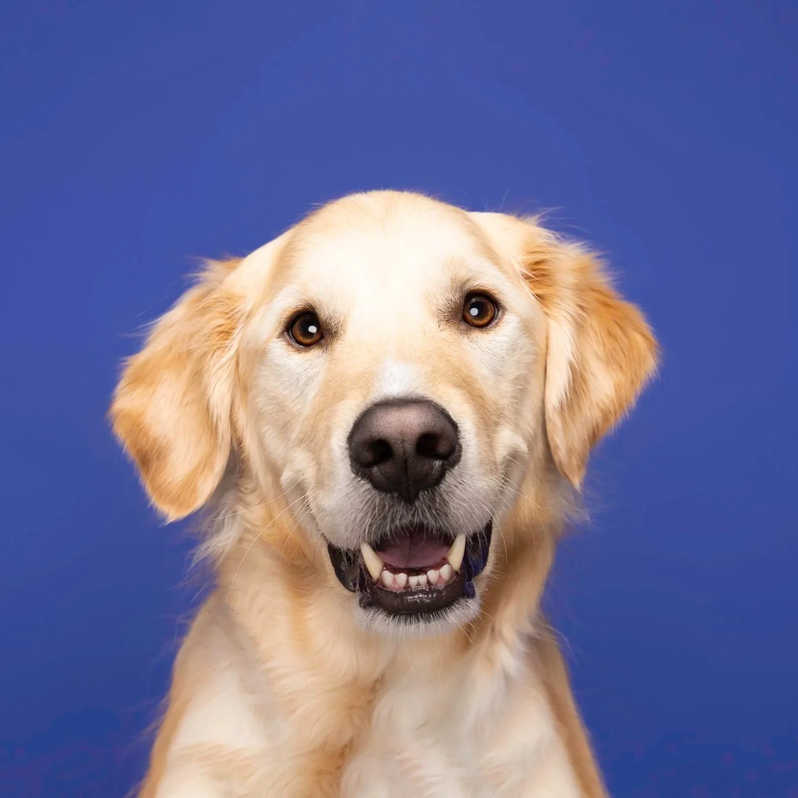 Close-up of a happy Golden Retriever dog facing forward with a blue background.