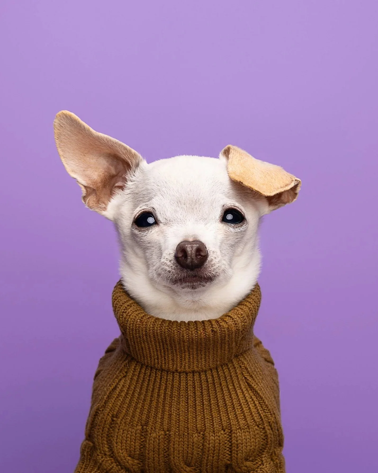A small white dog with one floppy ear and one upright ear, wearing a brown knitted sweater, against a purple background.