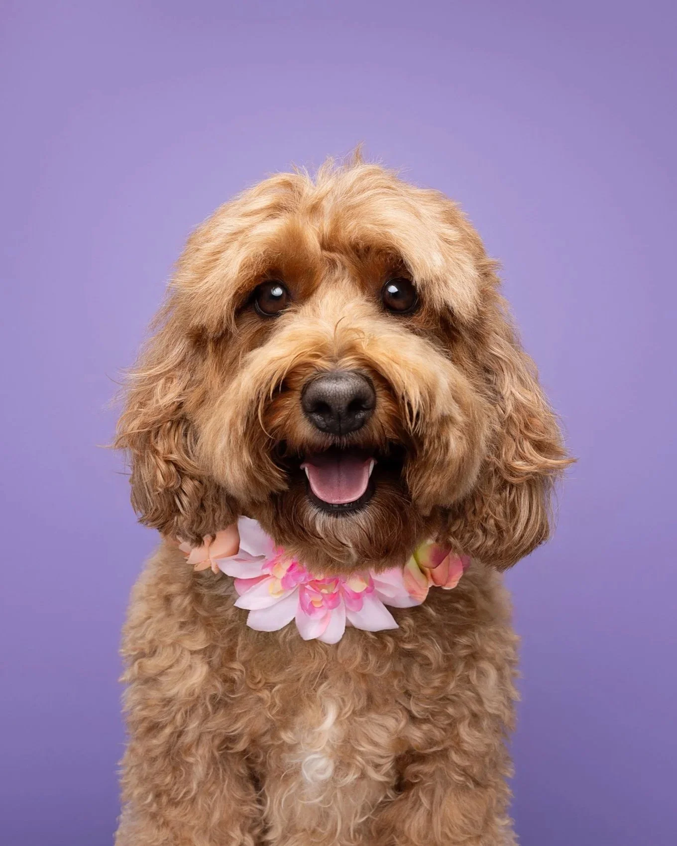 A fluffy brown dog wearing a pink flower lei around its neck, smiling against a purple background.