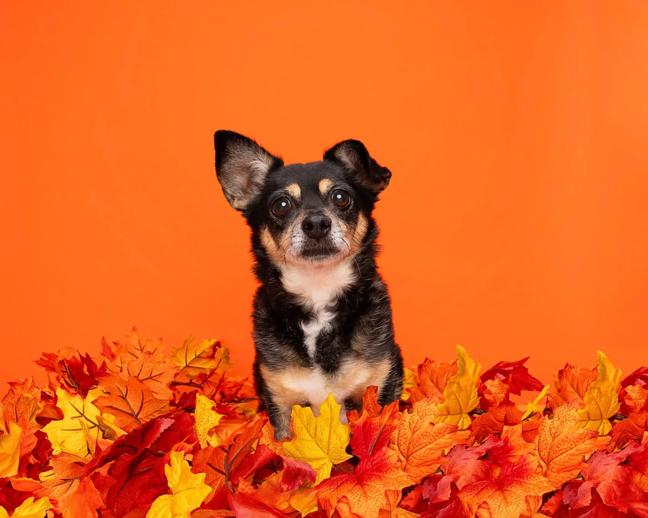 A small black and tan dog sitting among colorful autumn leaves against an orange background.