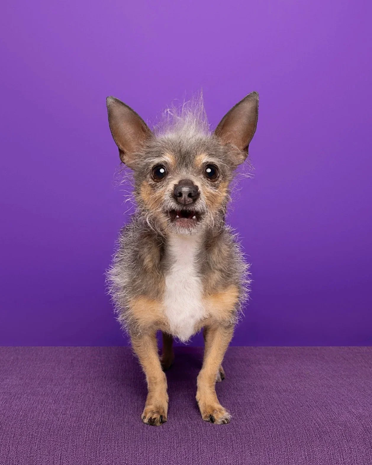 An edited photo of a small dog with messy fur, large ears, and some missing teeth, standing on a purple surface against a purple background.