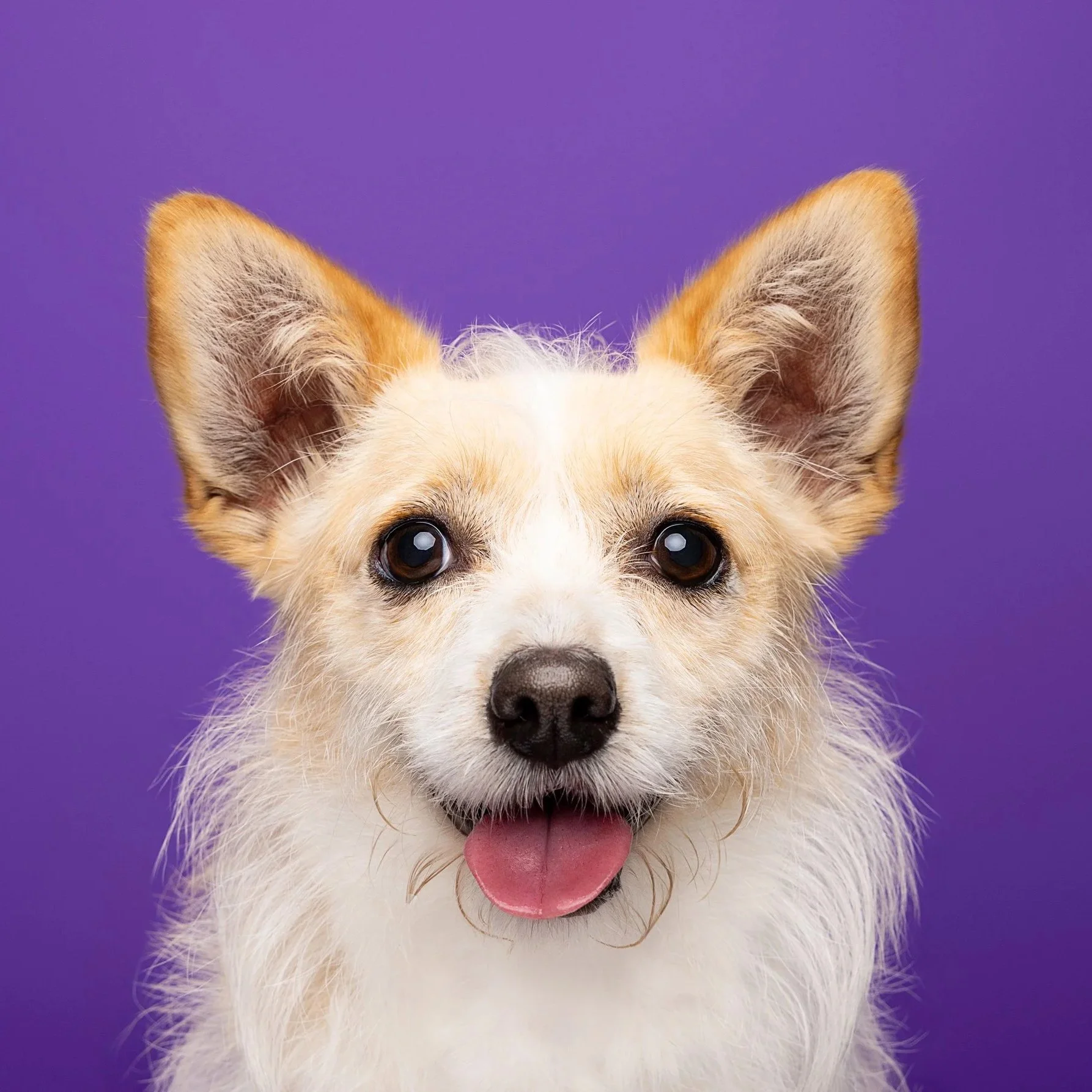 Close-up of a happy, fluffy white and tan dog with large ears and dark eyes, set against a purple background.