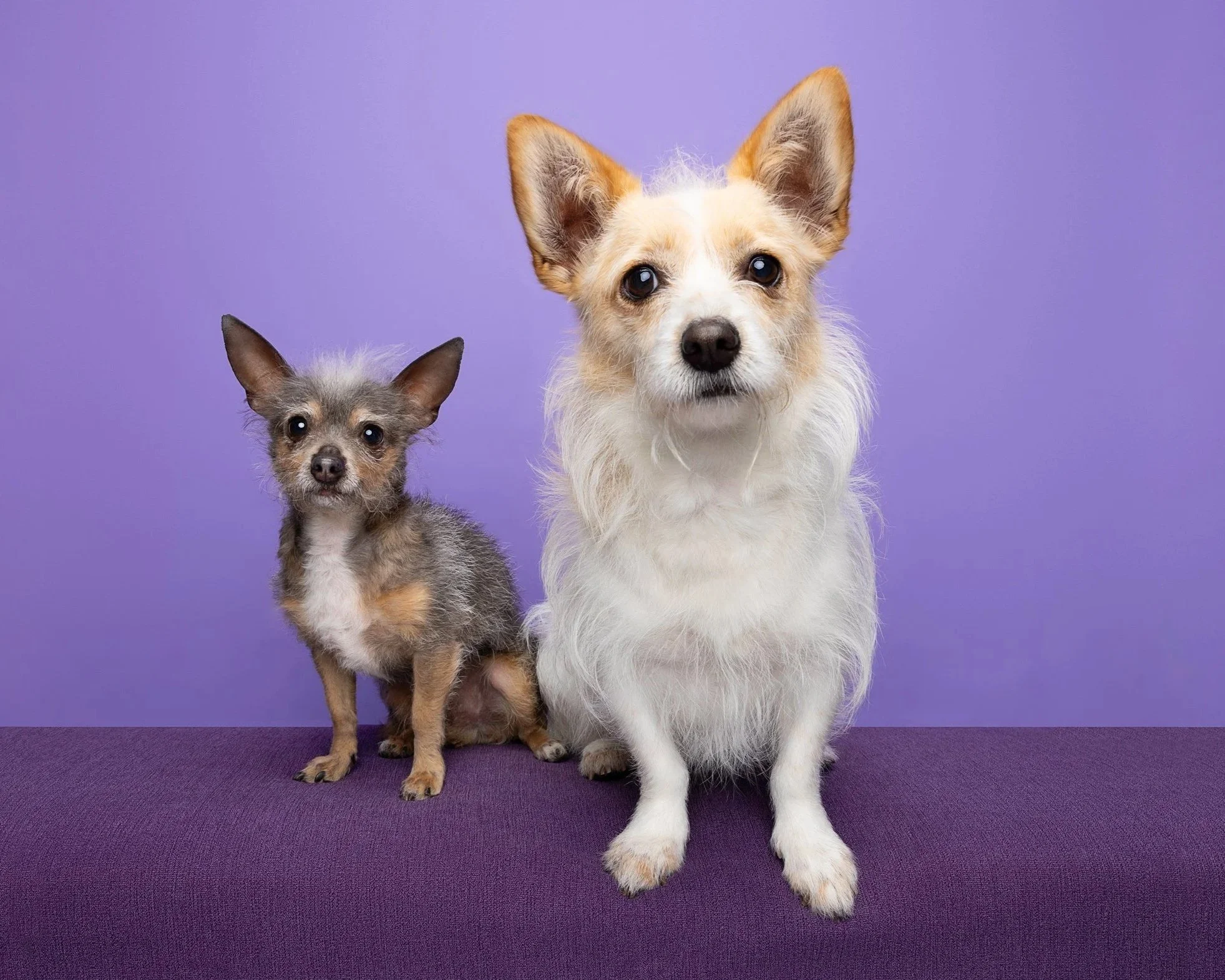 Two dogs, one small and one larger, sitting on a purple surface against a purple background.