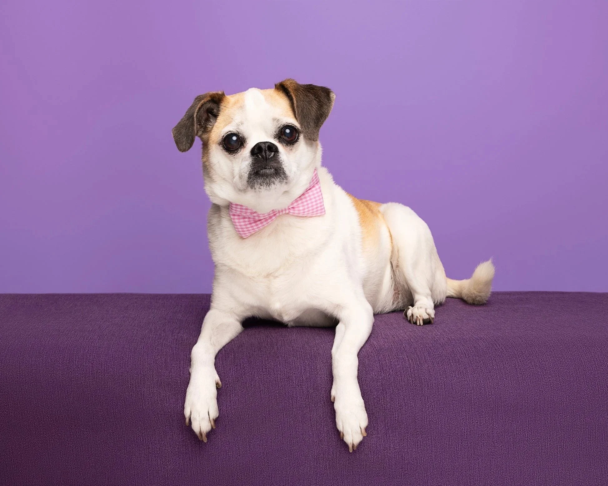 A small dog sitting on a purple surface with a purple background, wearing a pink and white checkered bow tie.