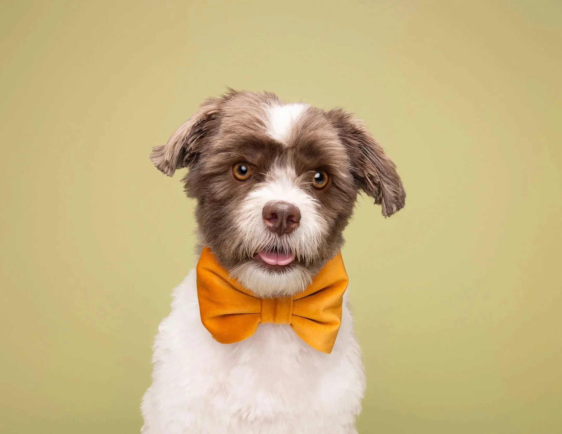 Cute brown and white dog wearing an orange bow tie, looking at the camera with a slightly open mouth, against a light green background.