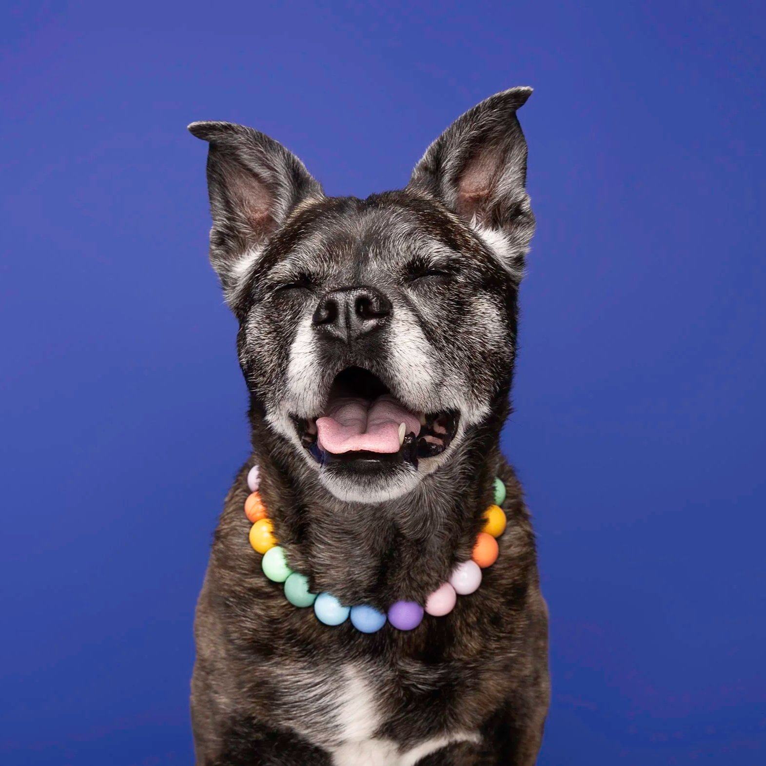 A smiling dog with its eyes closed, wearing a colorful bead necklace against a blue background.