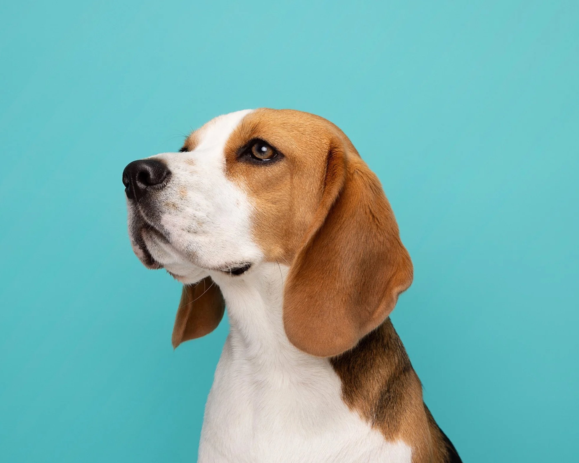 Close-up of a beagle dog with a brown and white coat, looking to the left, against a bright blue background.