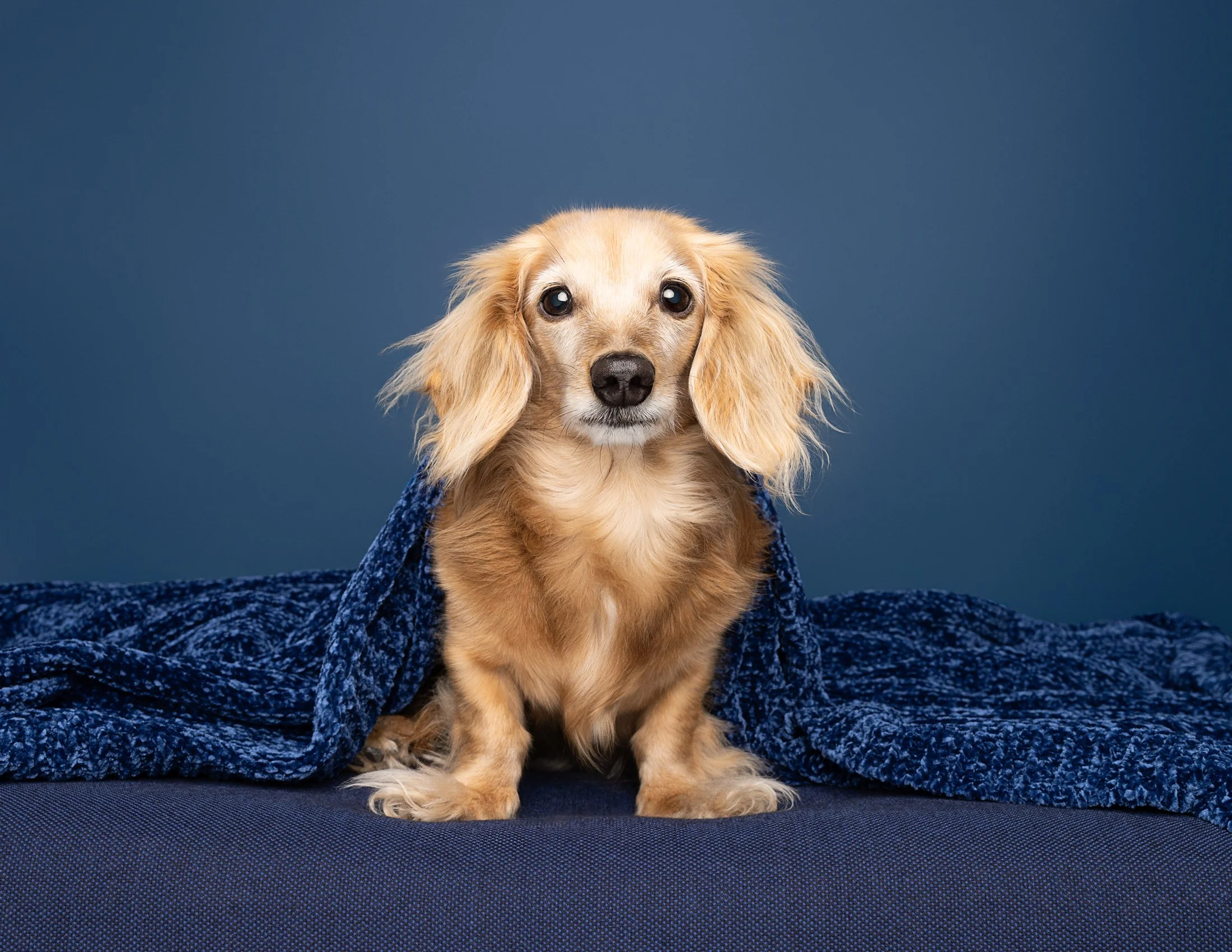 A small dog with long ears, sitting on a dark surface, with a blue textured blanket draped over its back and a plain blue background.