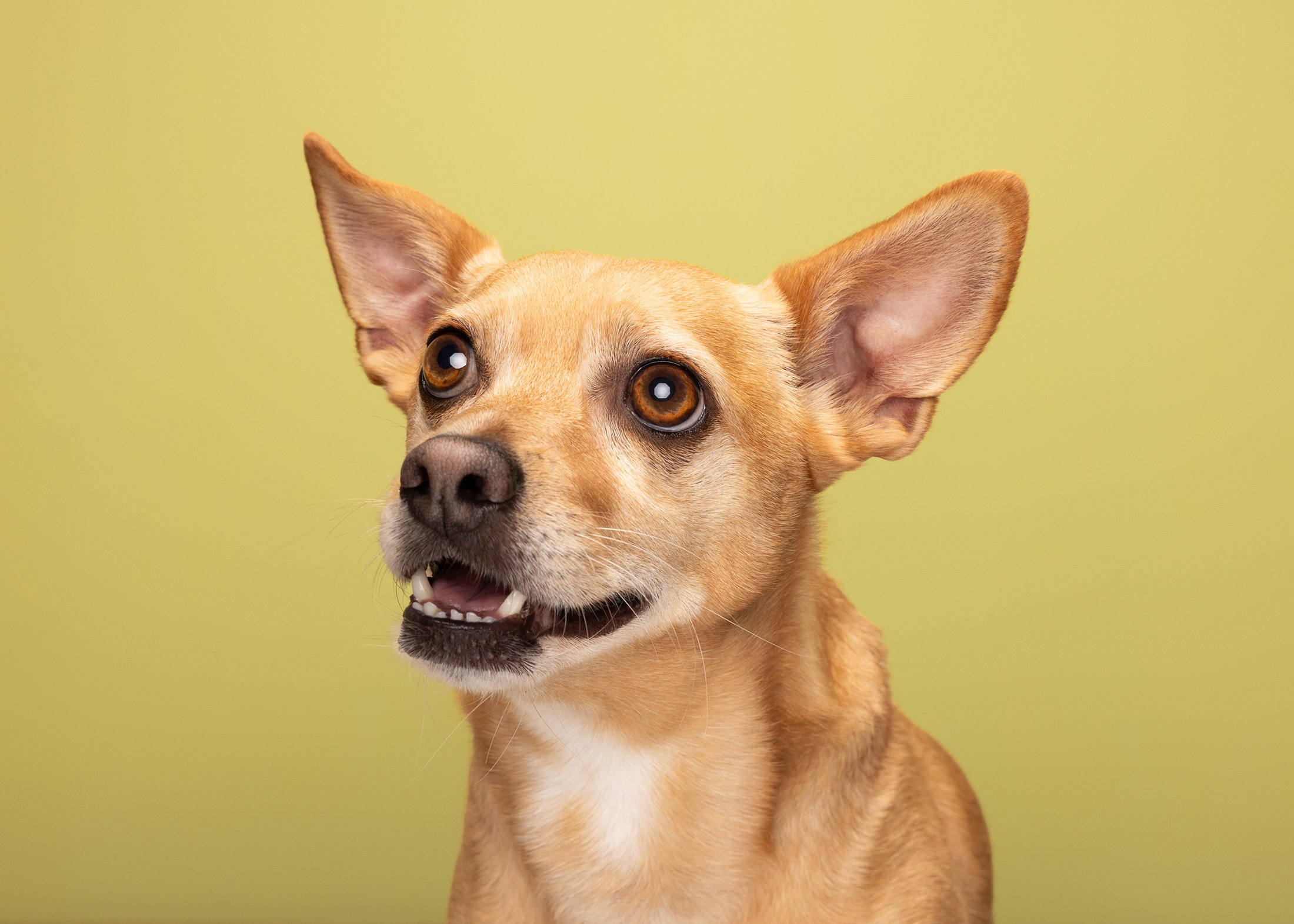 A tan dog with large ears and brown eyes looking up against a light green background.