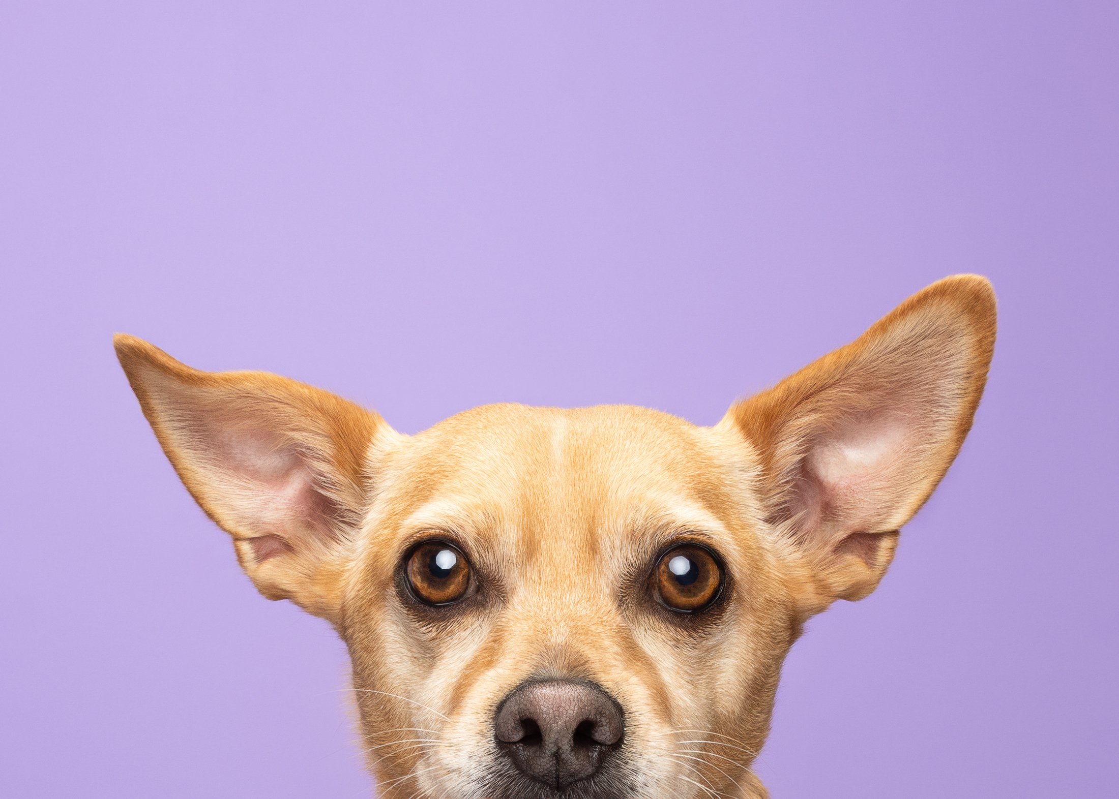 Close-up of a small tan dog with large ears and dark eyes, looking directly at the camera against a purple background.