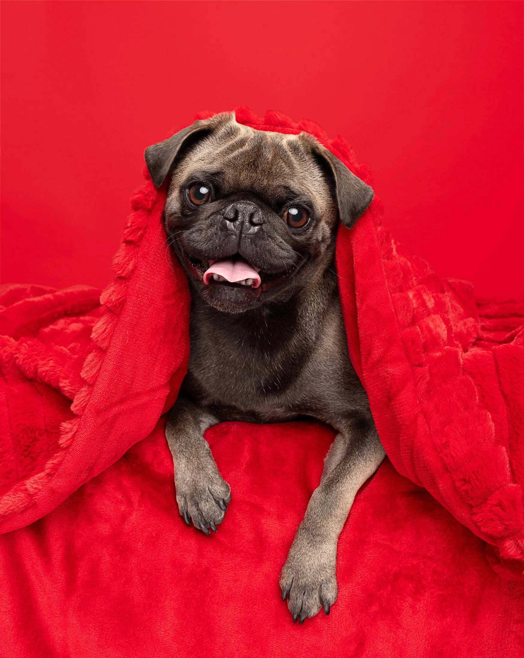 A French Bulldog puppy with a red blanket draped over its head, sitting on a matching red surface with a red background.