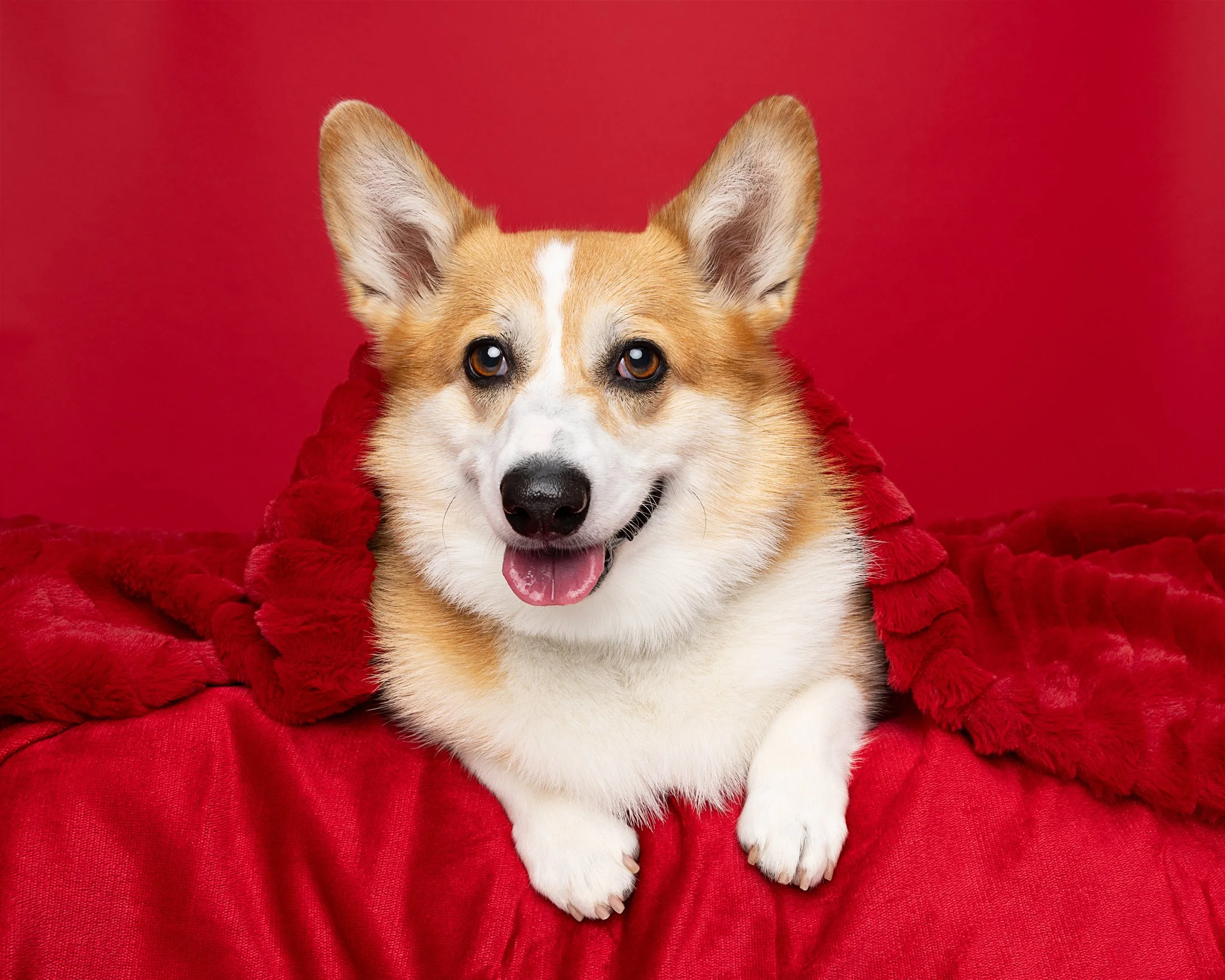 A happy corgi dog with a red blanket around its neck, lying on a red surface against a red background.