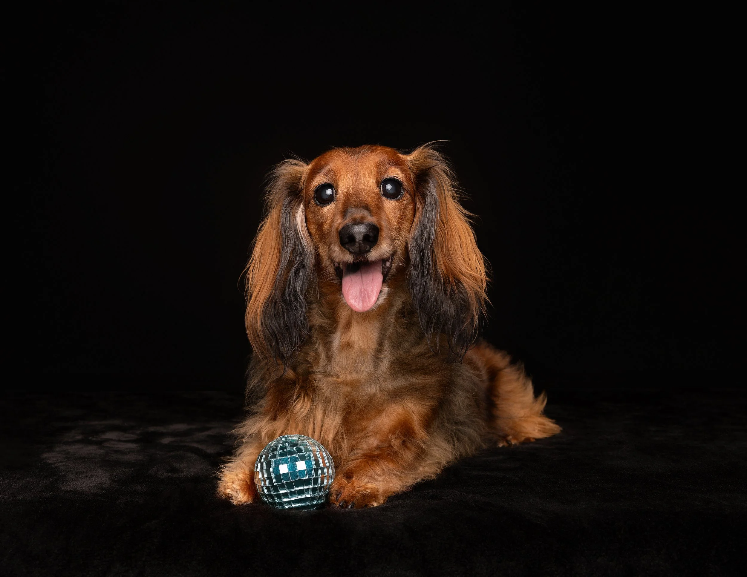 A brown long-haired dachshund lying on a black surface with a disco ball near its paws against a black background, tongue out and looking at the camera.