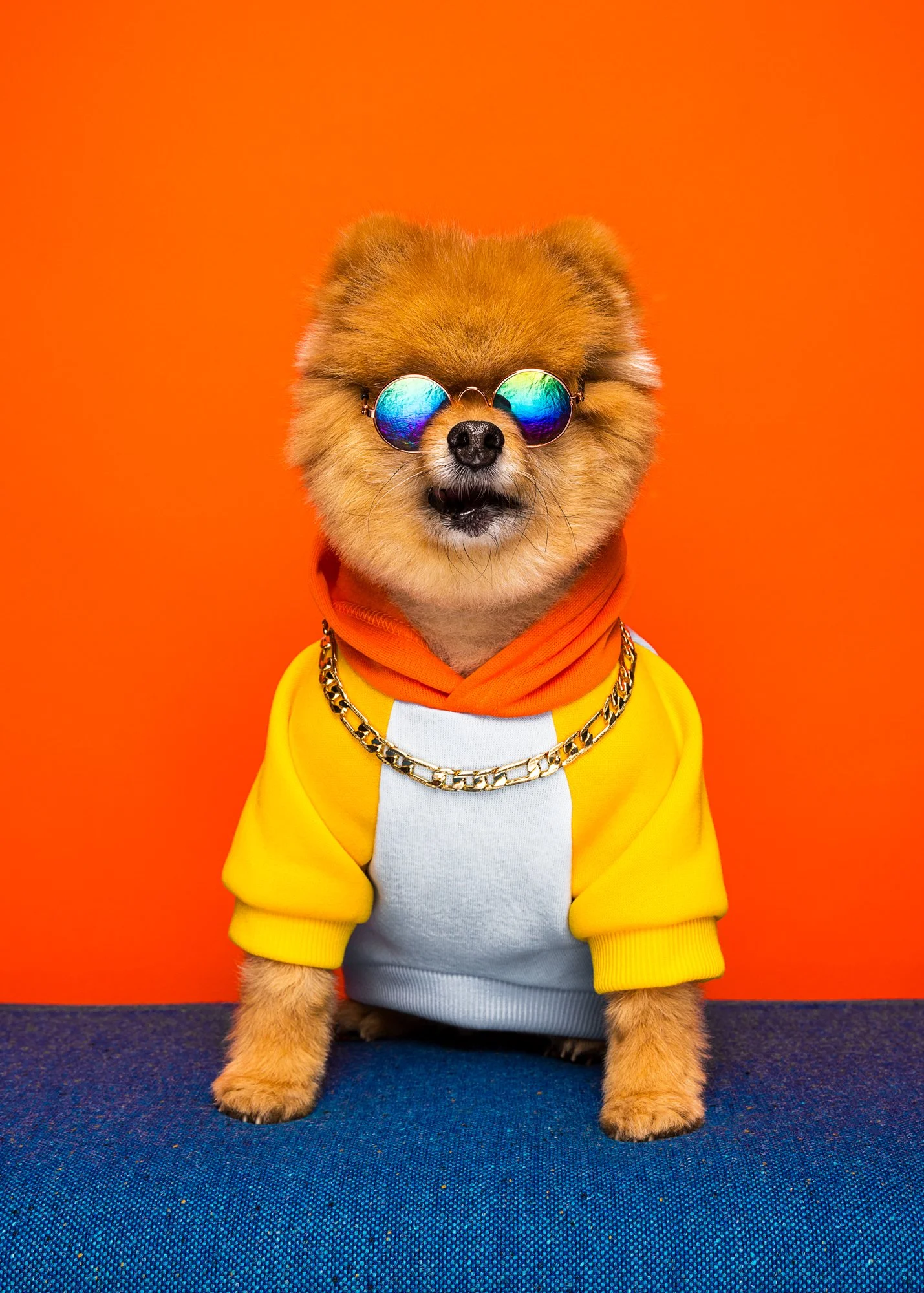 Pomeranian Dog with Sunglasses