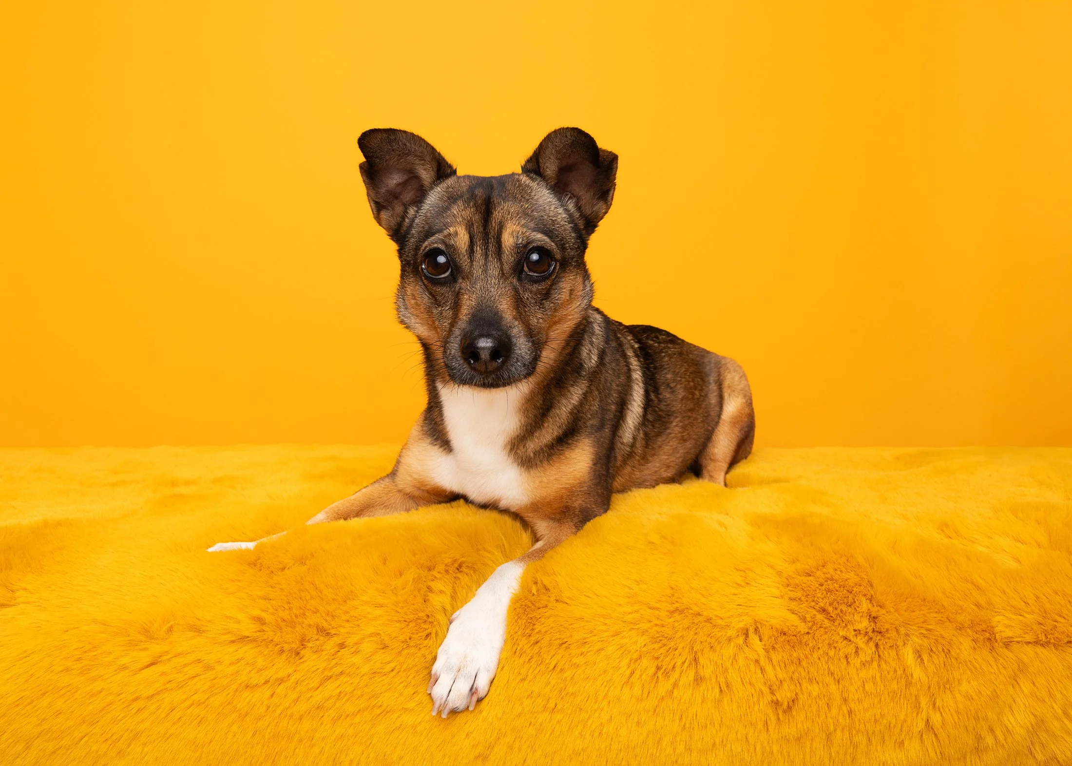 A small brown and black dog with a white chest lying on yellow furry surface against a yellow background.