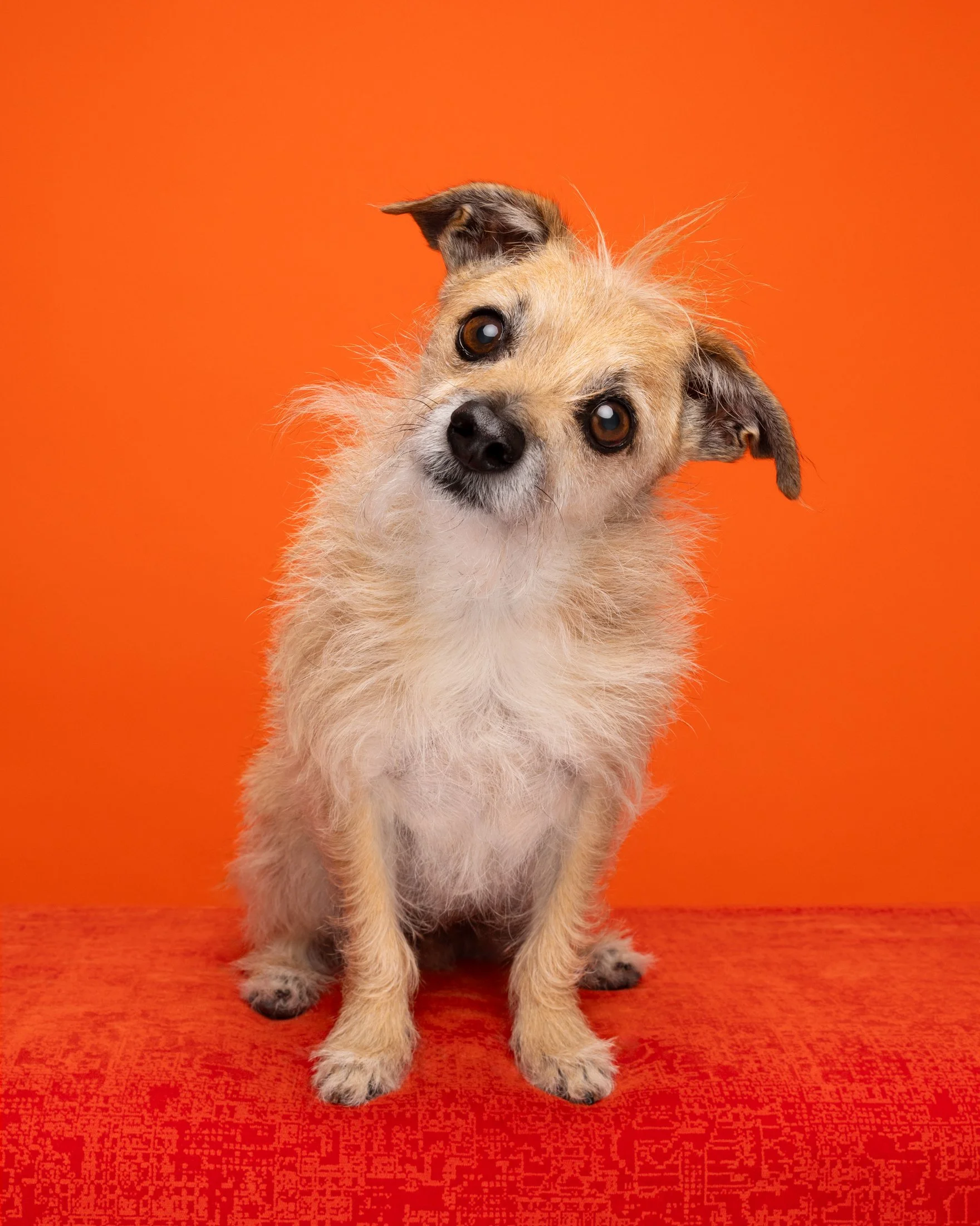 A small, scruffy dog with tan and black fur, sitting on an orange surface with an orange background and tilting its head to the side.