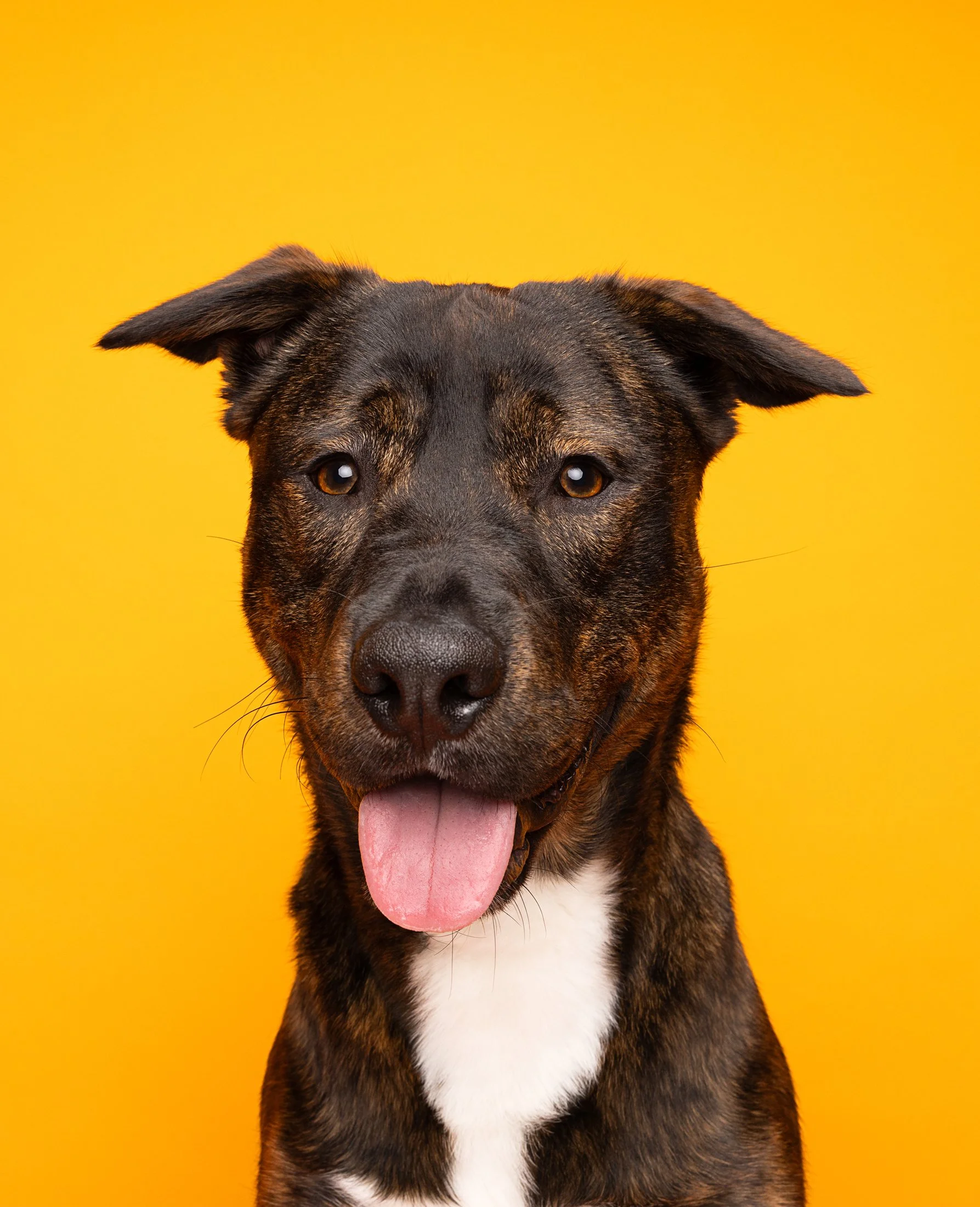 Close-up of a happy, black and brown dog with a white chest and tongue out, against a yellow background.