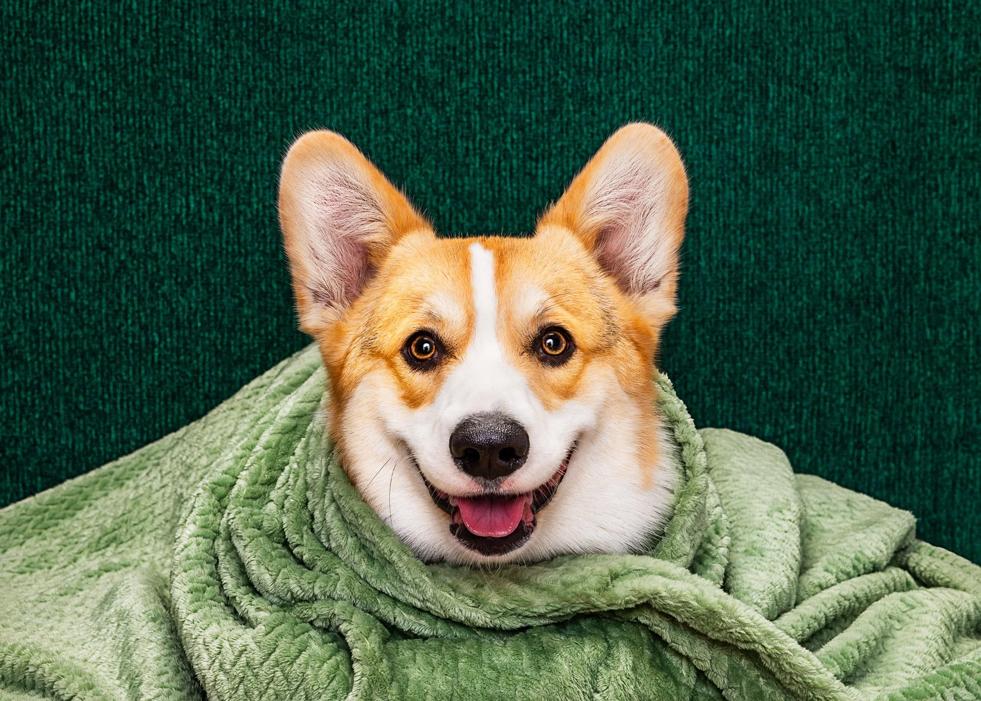 Corgi in fuzzy blanket