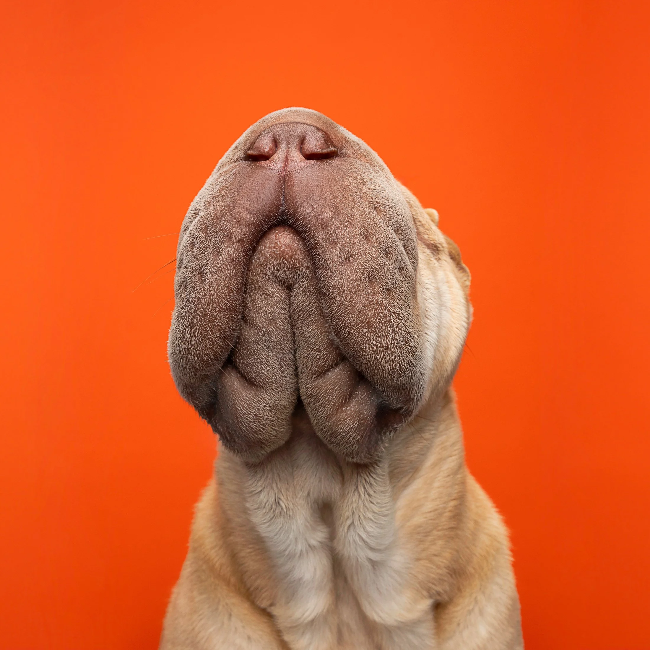A close-up of a dog's face with eyes closed against an orange background.