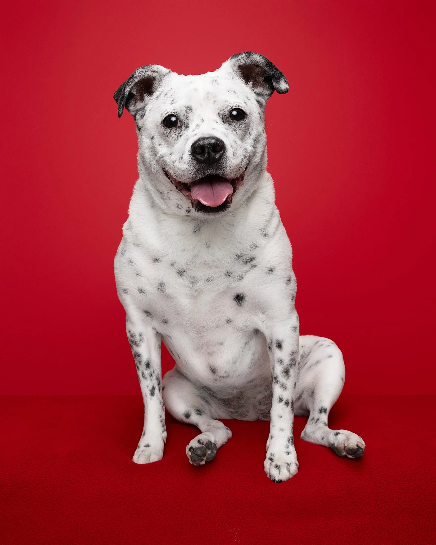A smiling black and white spotted dog sitting on a red surface against a red background.