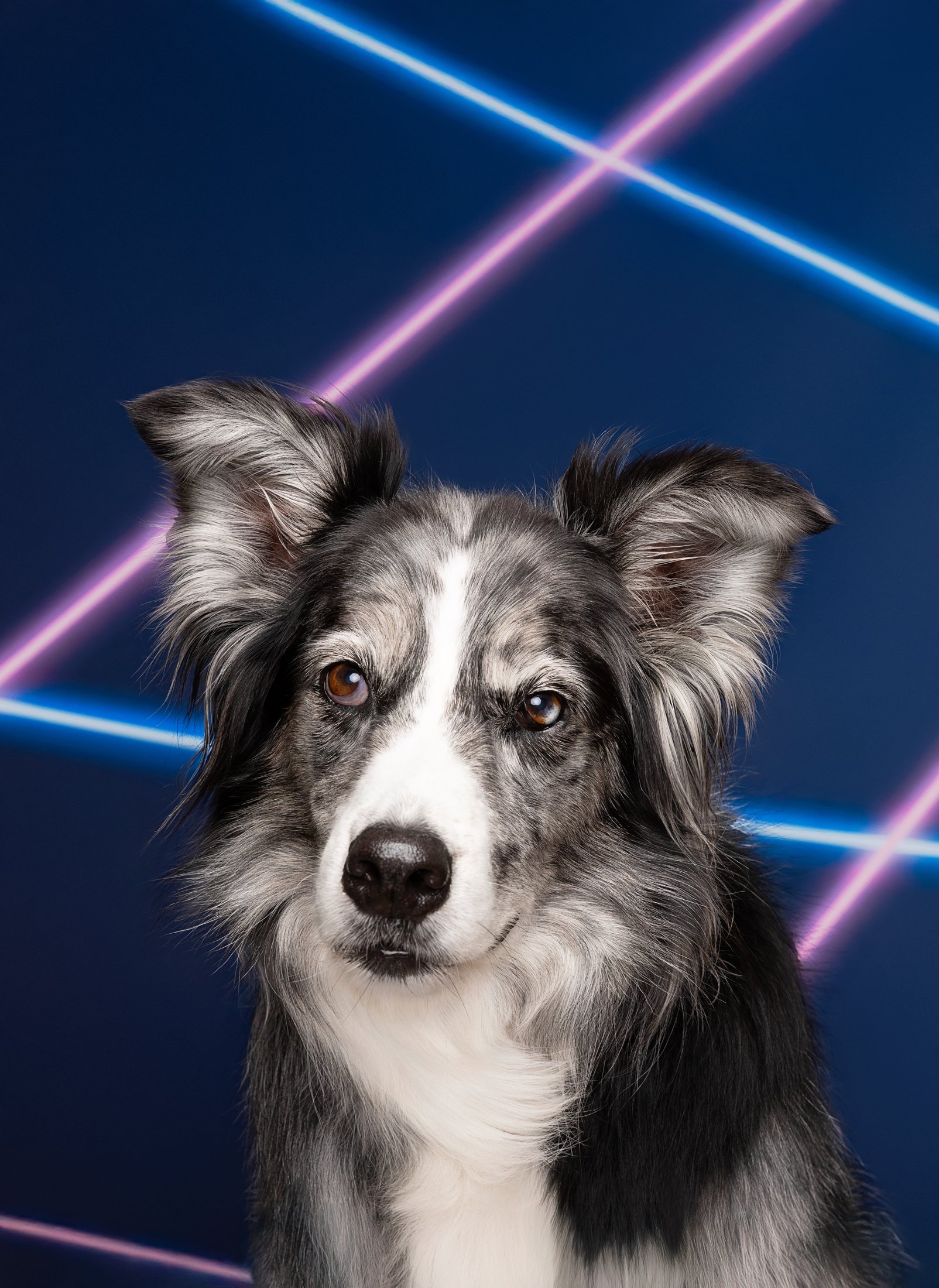 A dog with a merle coat pattern sitting in front of a dark background with colorful neon laser light streaks.