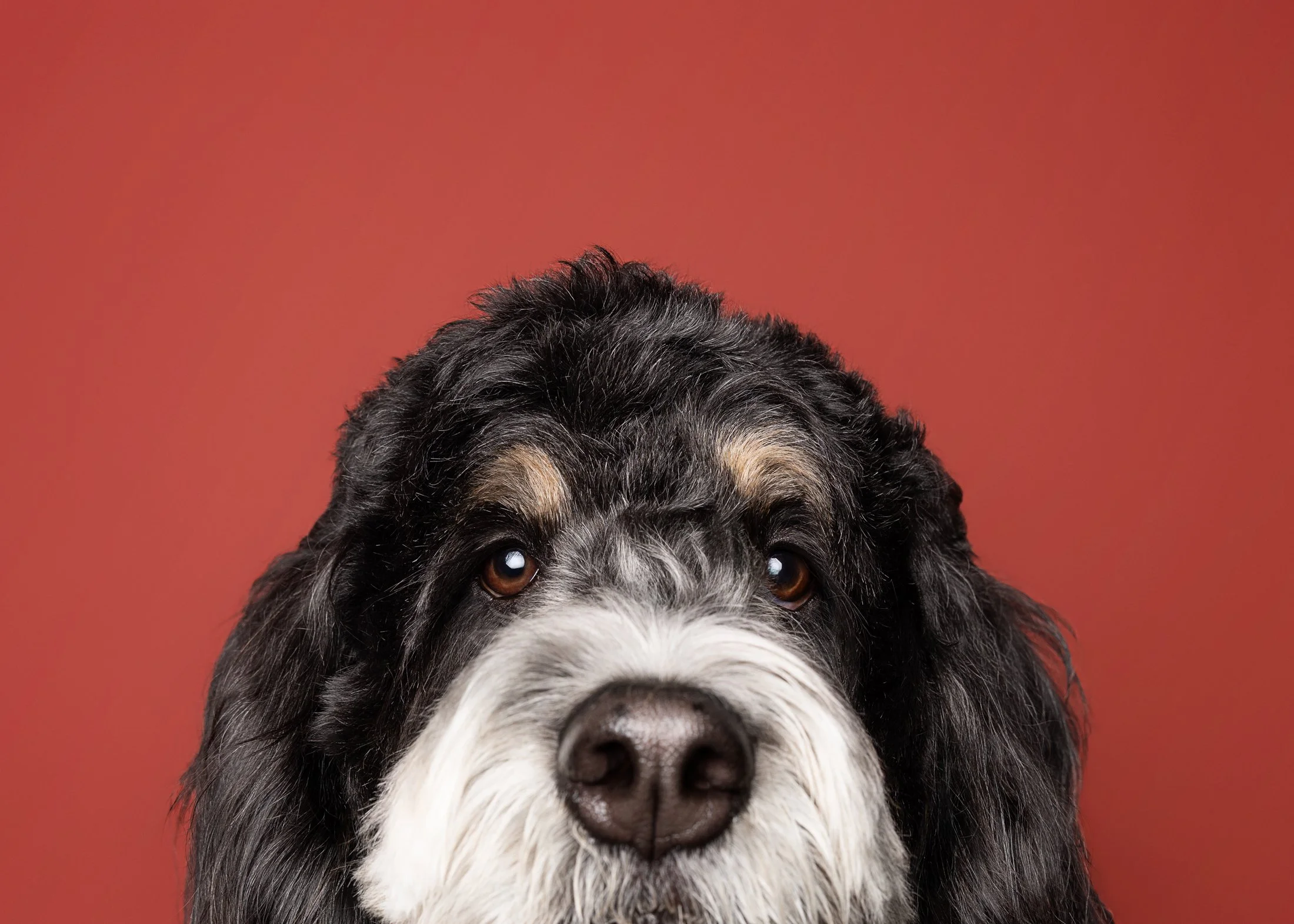Close-up of a black and gray dog with a white snout and brown eyes against a red background.