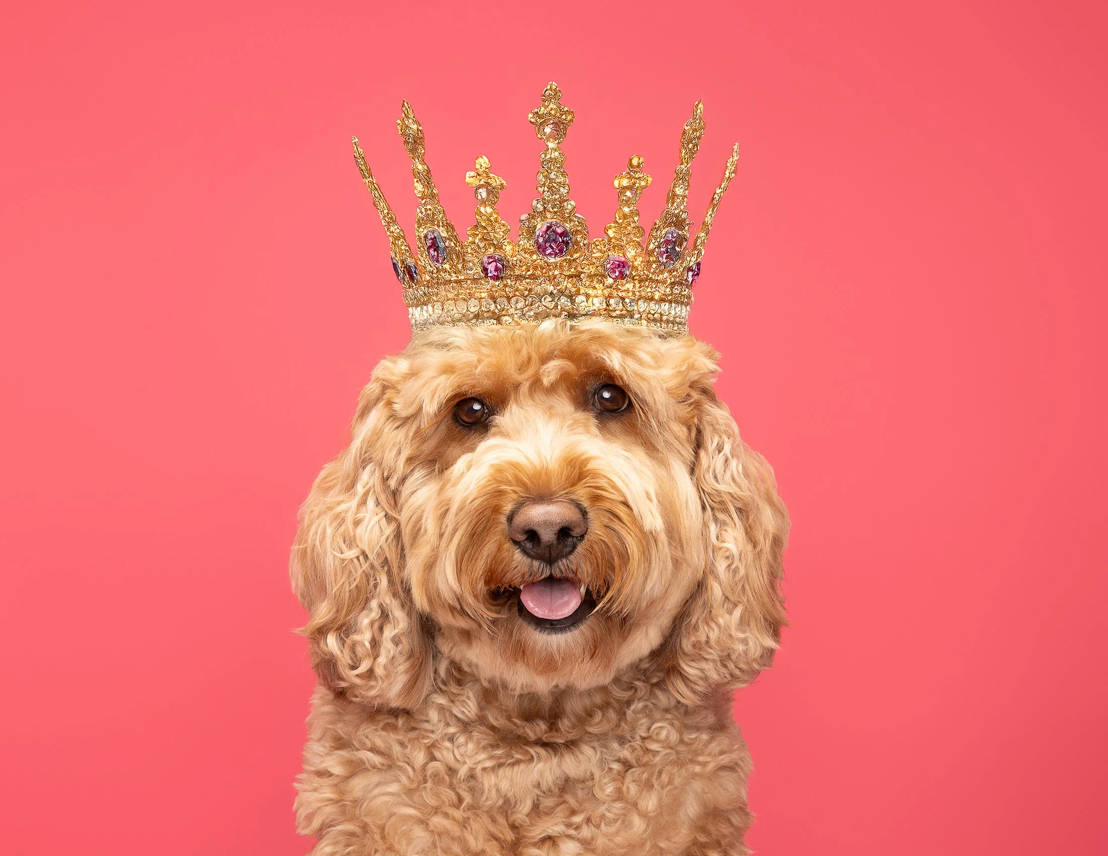 A cute curly-haired dog wearing a gold crown with pink and purple gems against a pink background.