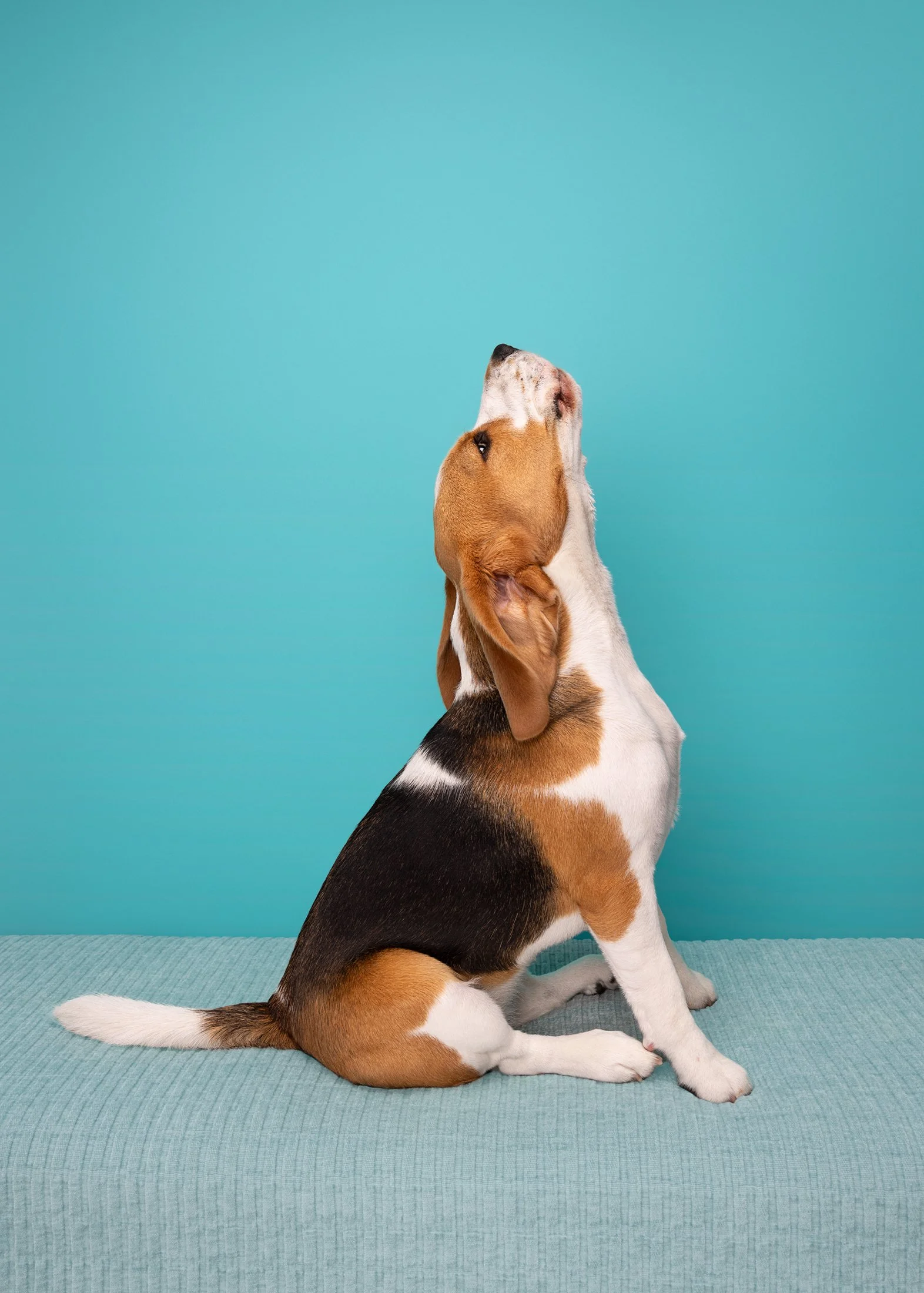 A beagle puppy sitting on a teal sofa with a light blue wall behind, looking up.