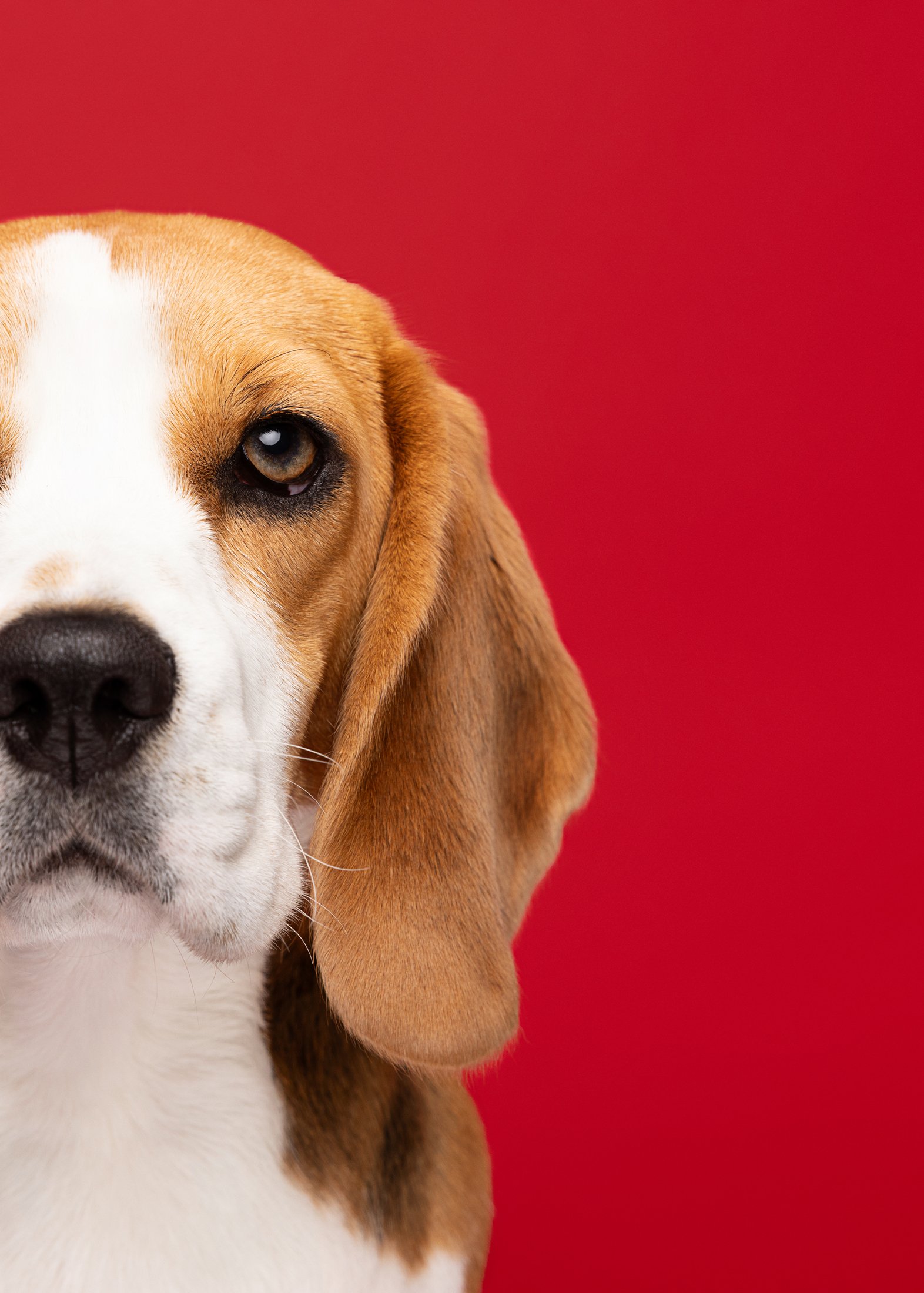 Close-up of a beagle dog's face against a red background, with one eye and part of its snout visible.
