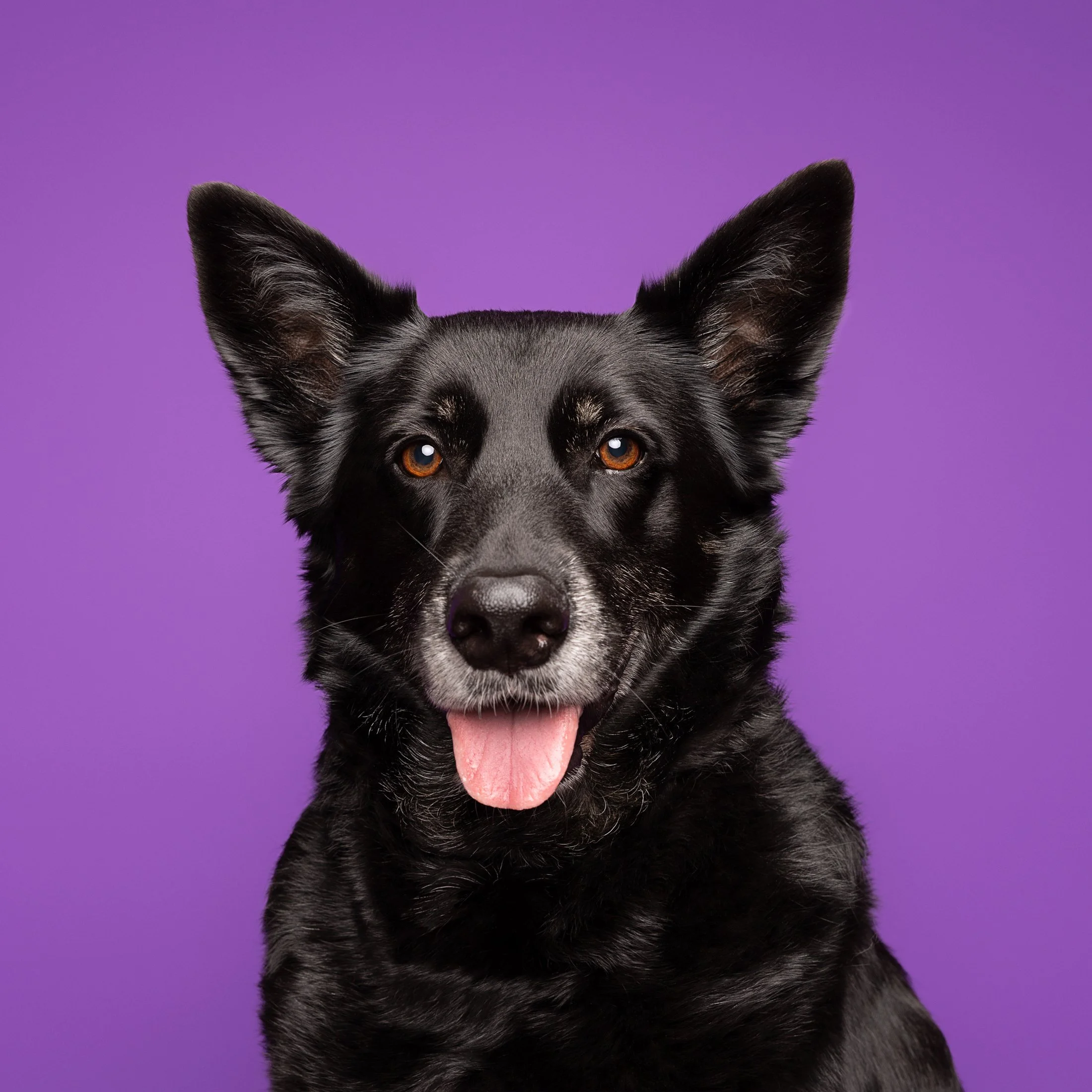 Black dog with pointy ears and brown eyes, sticking out tongue, against purple background.