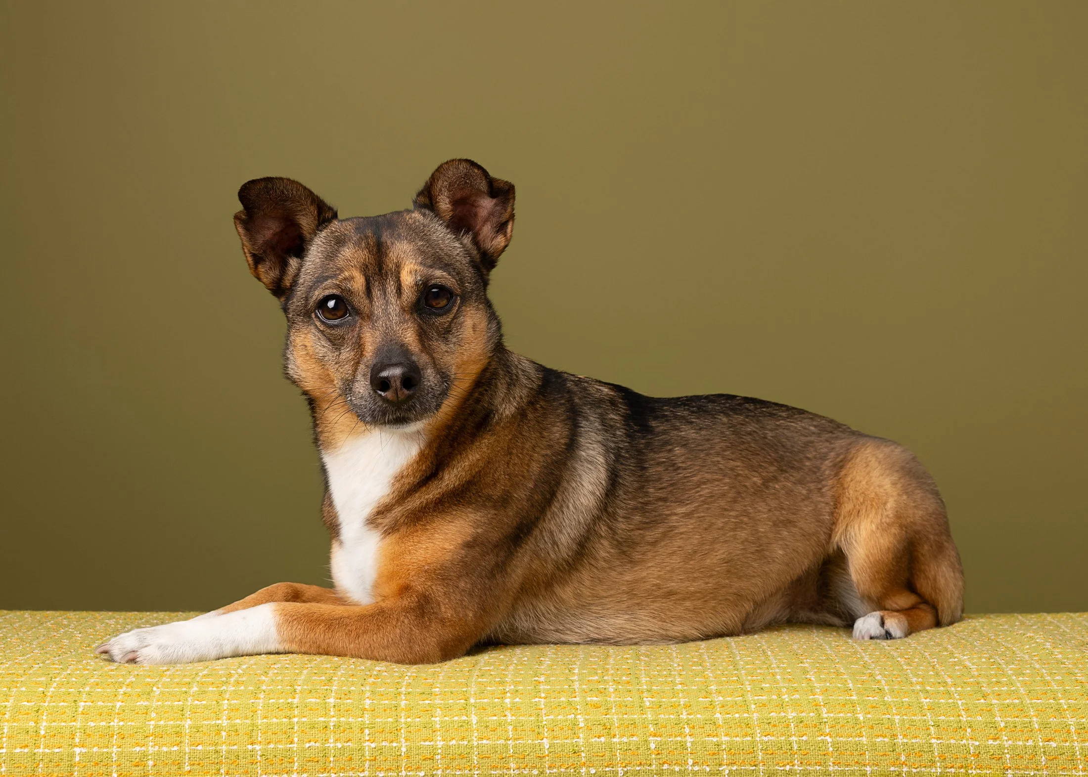A small brown and black dog with pointy ears and white paws lying on a yellow patterned surface against a plain olive green background.