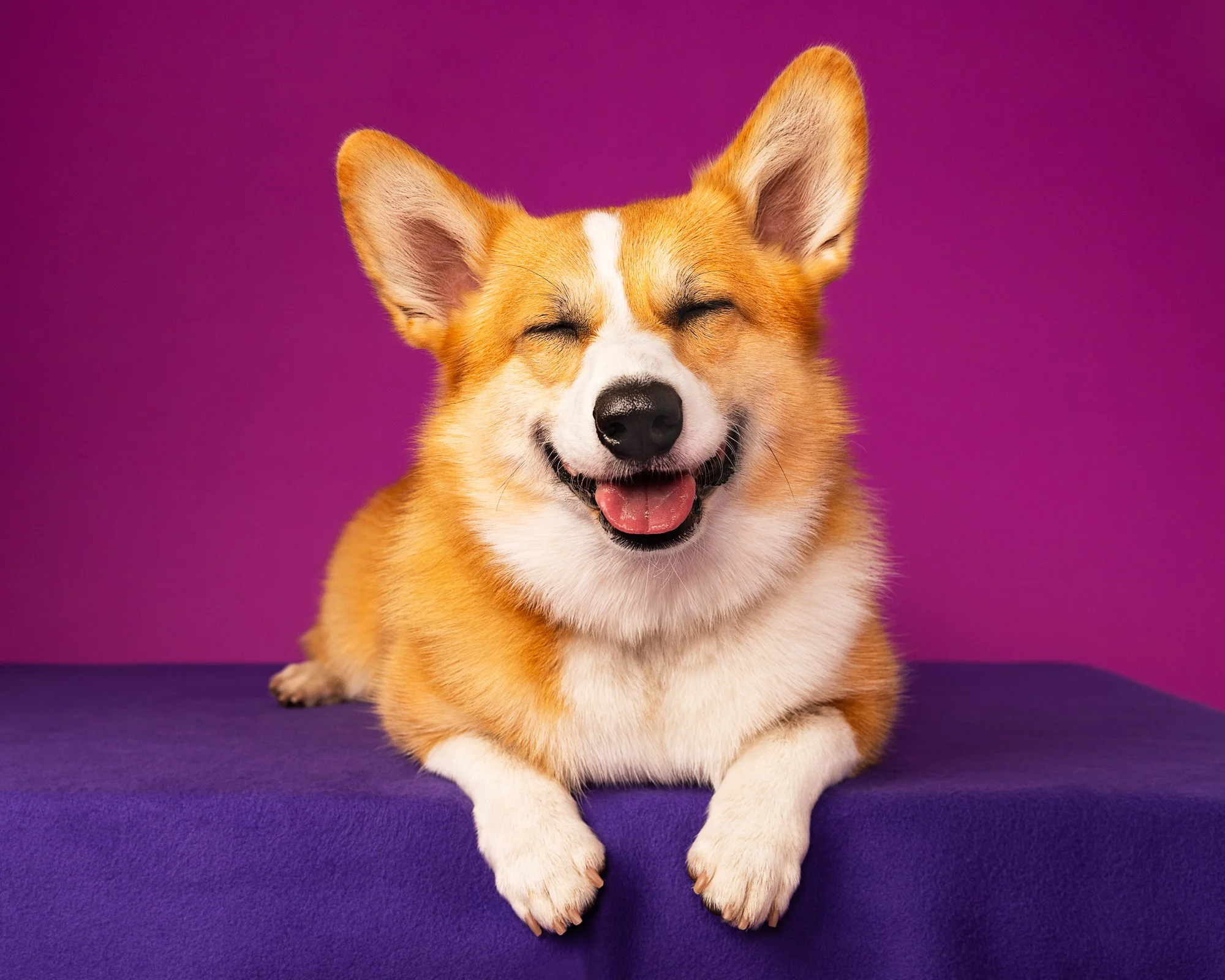Smiling Corgi