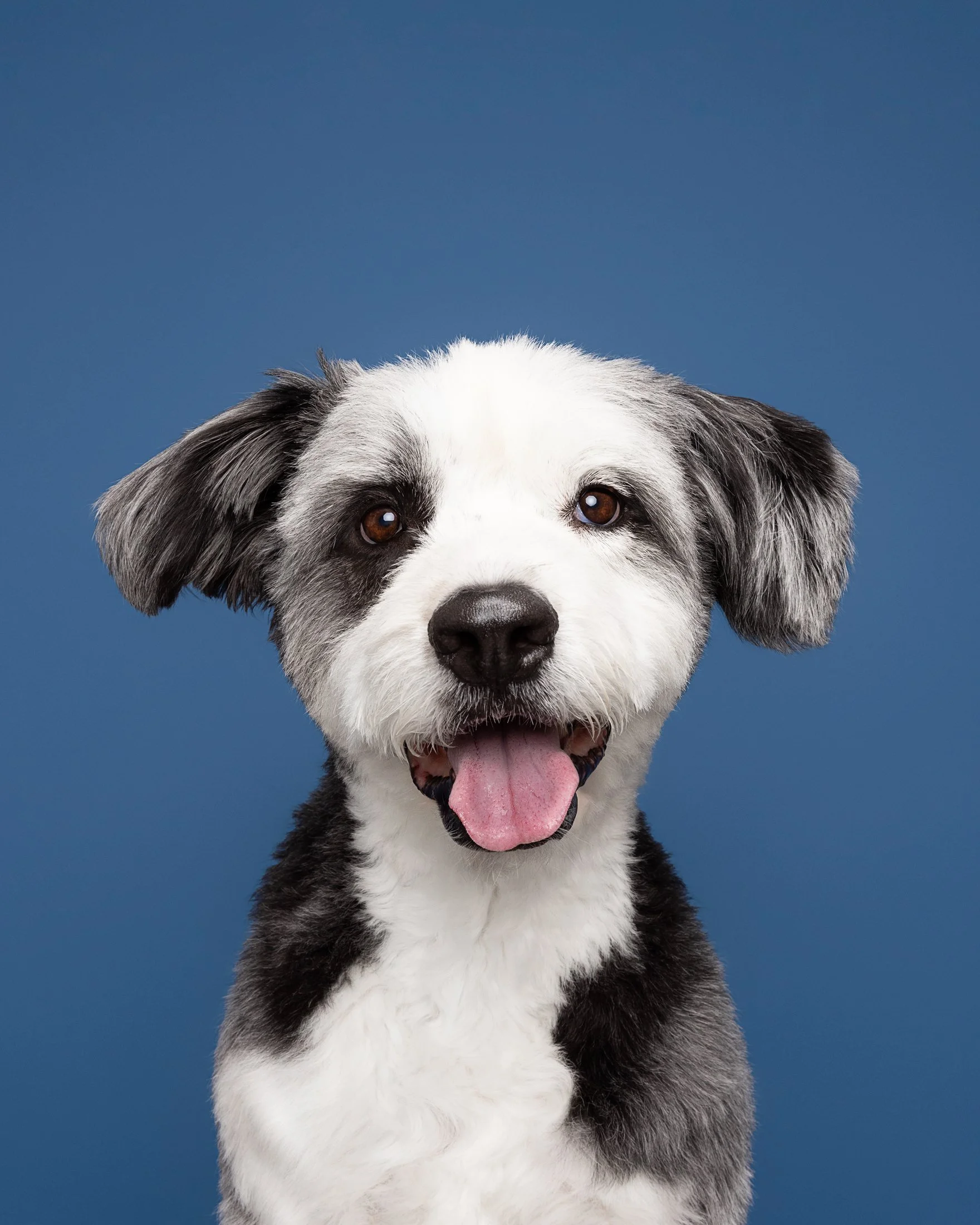 Cute black and white dog with a happy expression, tongue out, against a solid blue background.