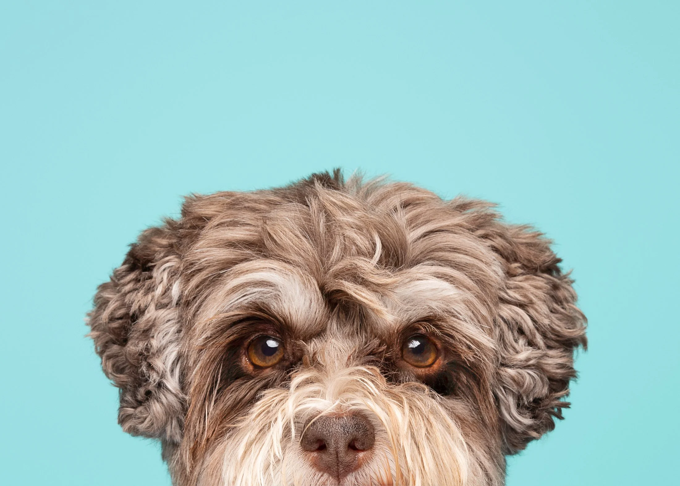 Close-up of a small, curly-haired dog with brown eyes against a light blue background.