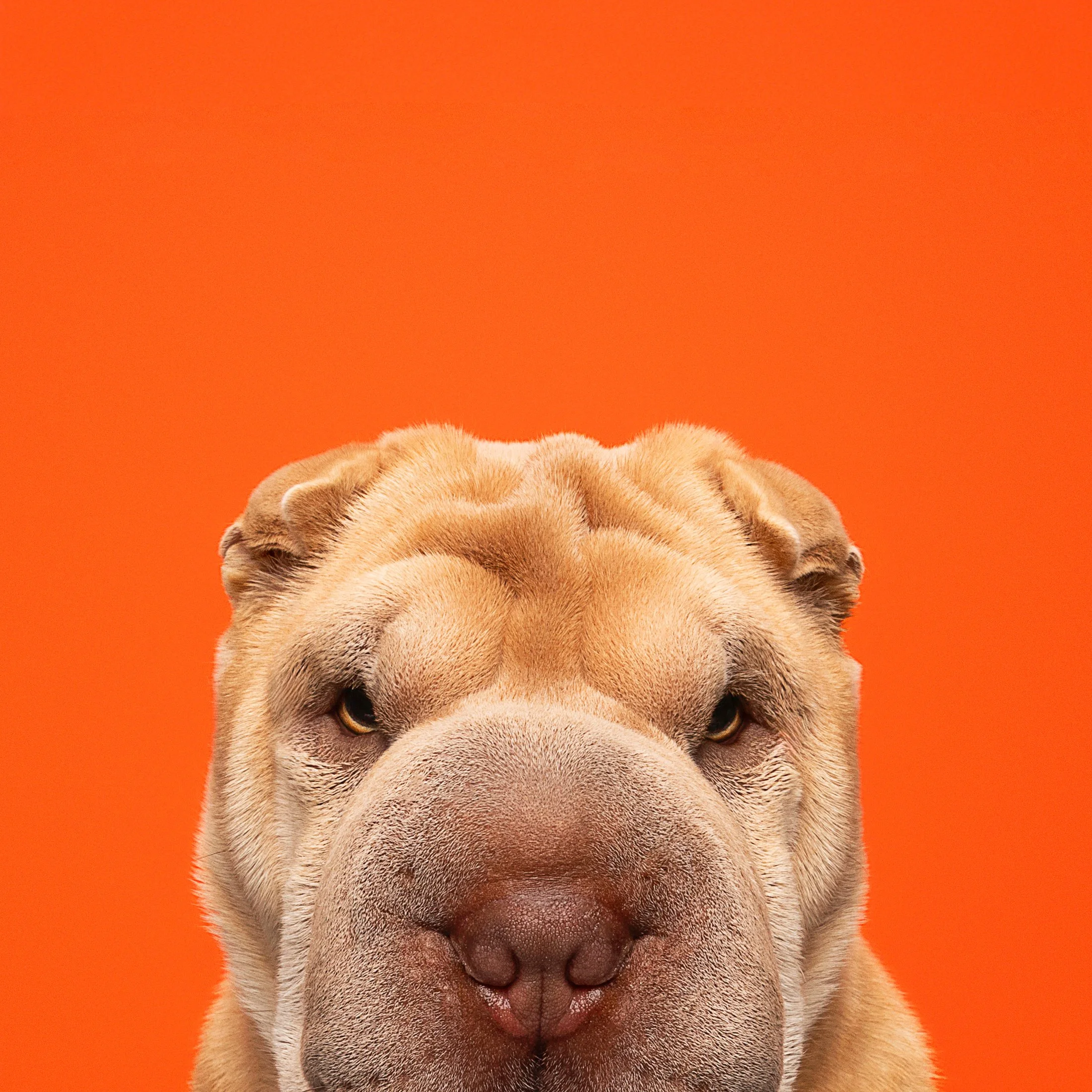 Close-up of a large, tan dog with a broad face, wrinkled forehead, and small ears, against an orange background.