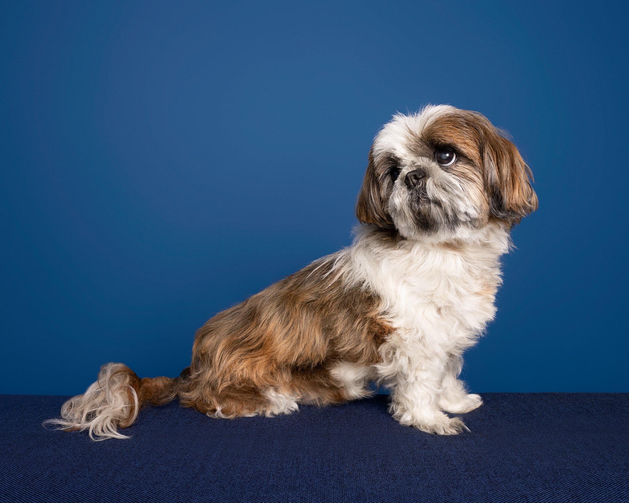 Cute small Shih Tzu puppy with brown and white fur sitting on a dark blue surface against a solid blue background.