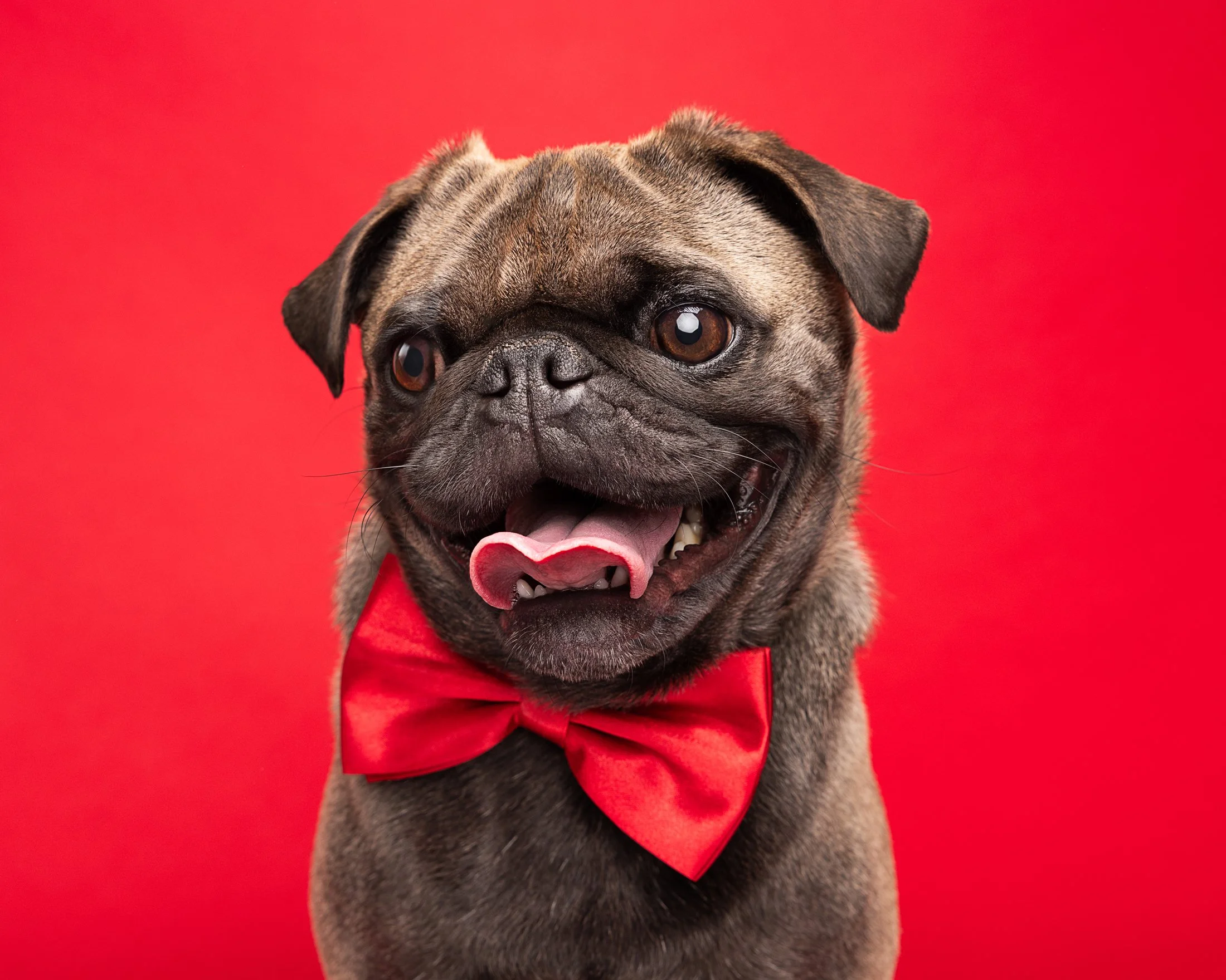 A cute pug dog wearing a red bow tie on a bright red background.