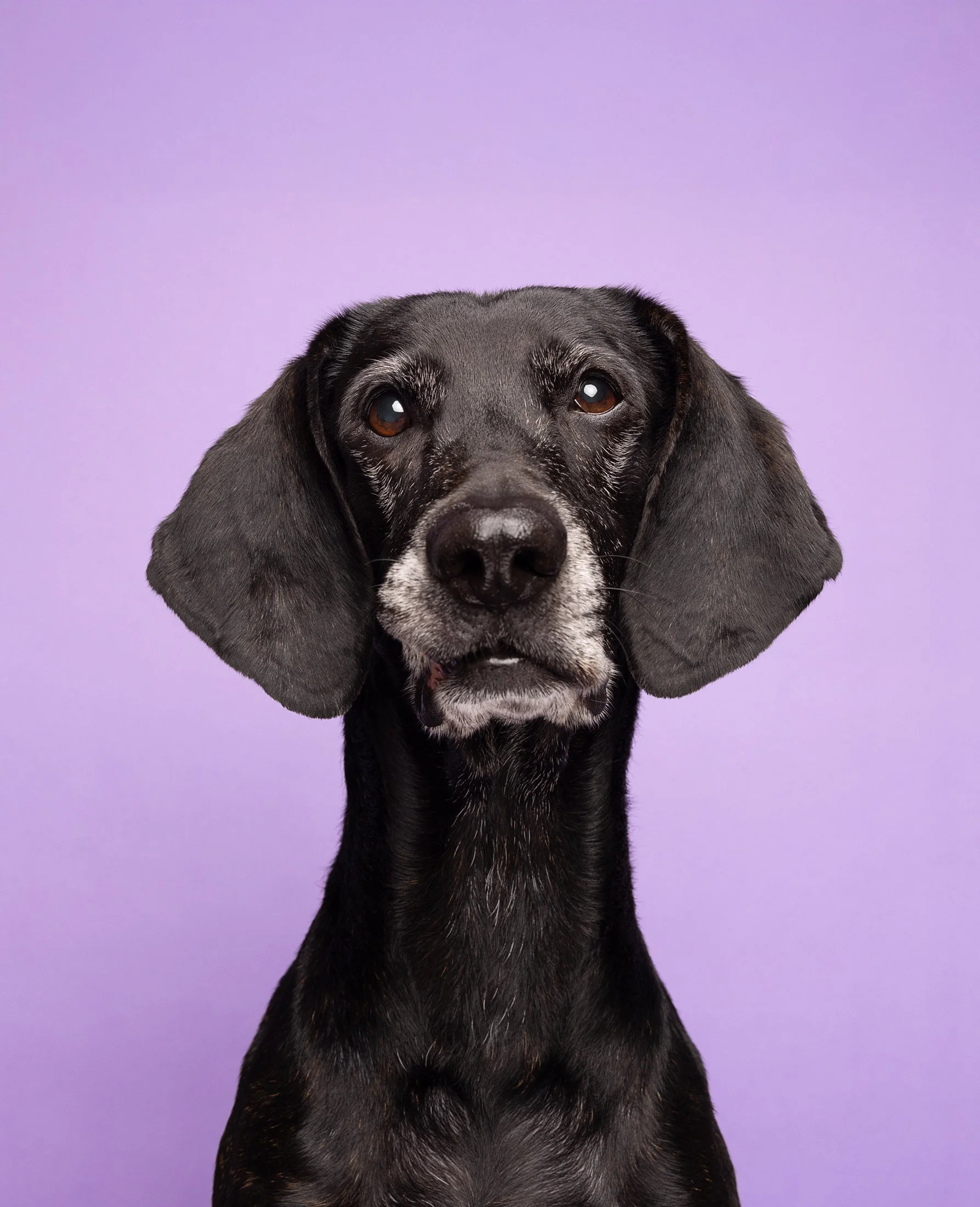 Close-up of a black mixed breed dog with gray markings on its face and floppy ears against a purple background.