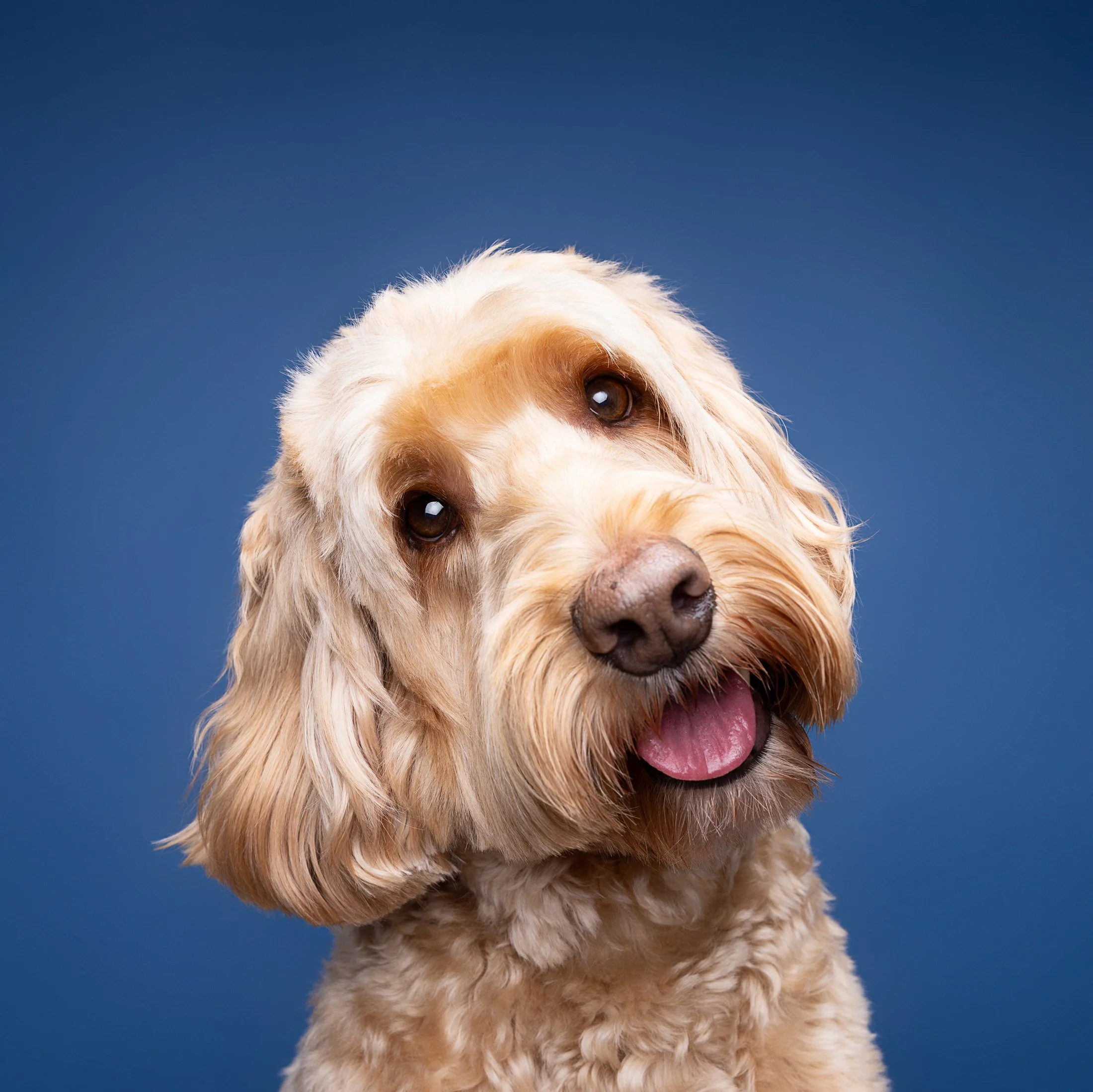 Close-up of a tan, curly-haired dog with a happy expression and tongue out, against a dark blue background.