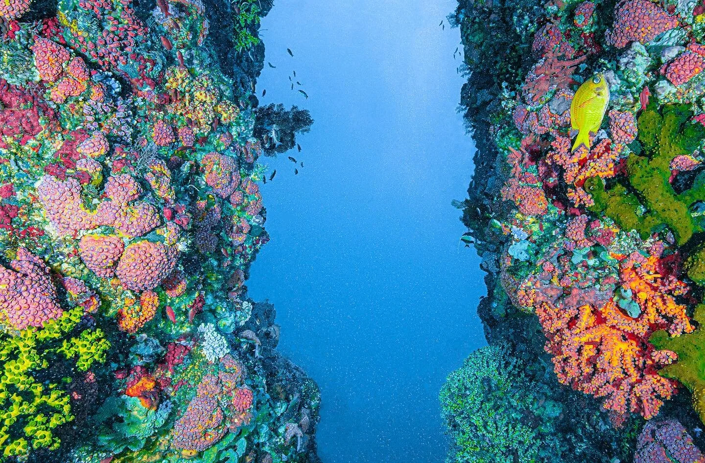 Diving into the weekend 🤿🌊✨
Photo: @chrisleidyphotography 
#portfoliomagazine