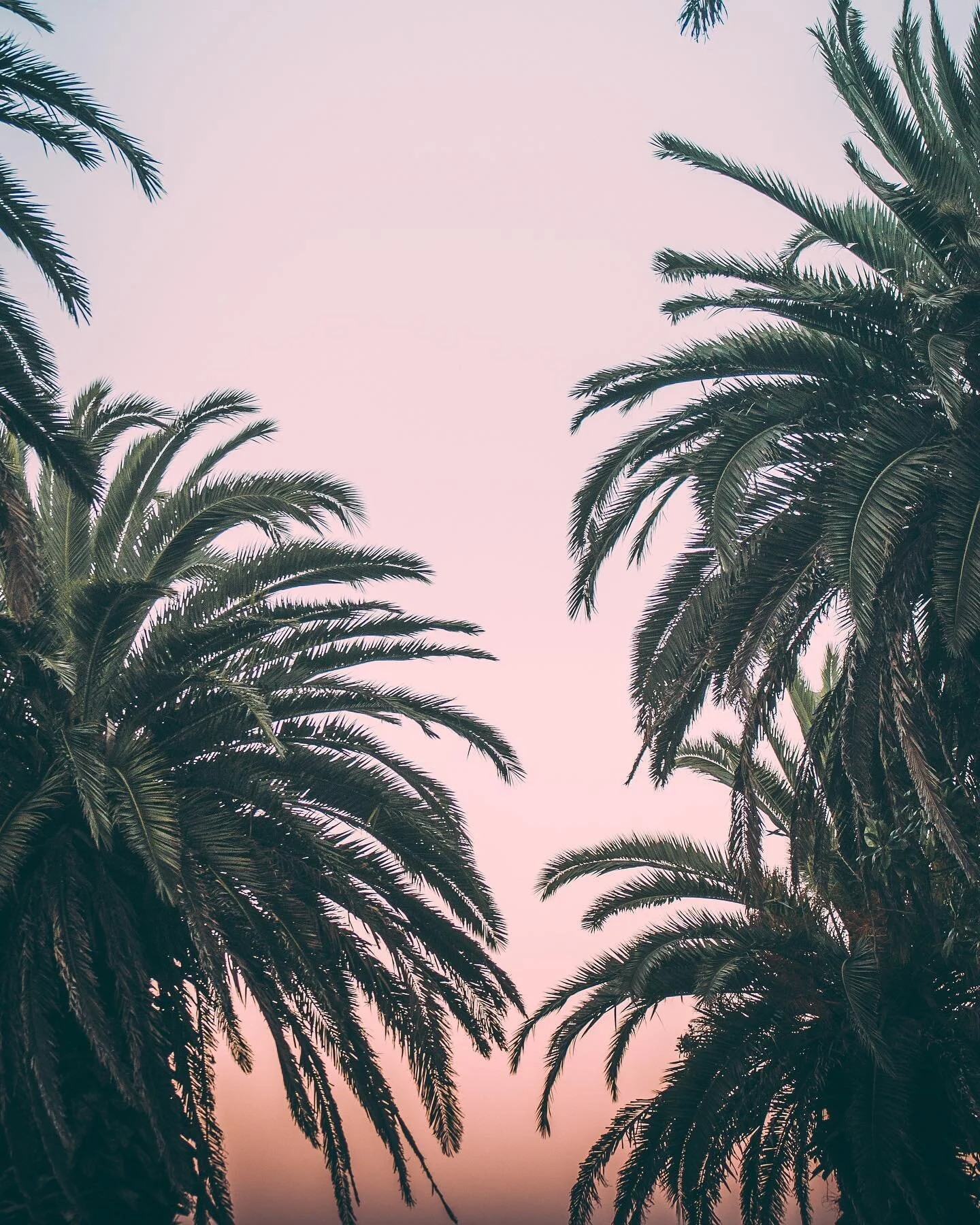 Just another day under the palm trees 🌴✨
Photo: Peter Luo
#portfoliomagazine