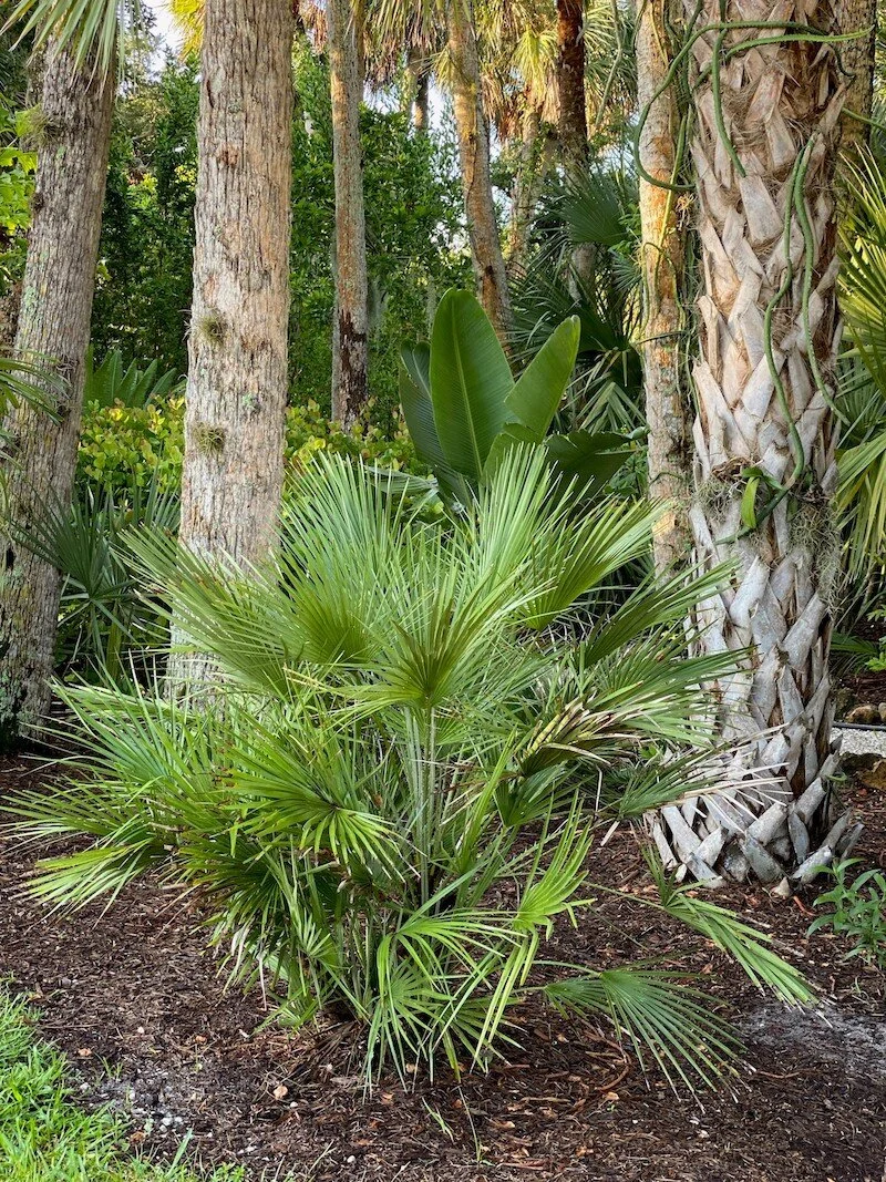 Fan Palm Trees Florida
