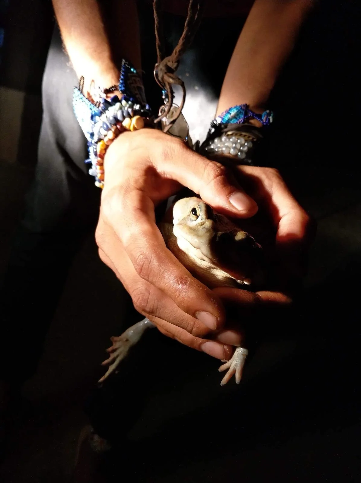 A person holding a small frog with both hands, wearing colorful bead bracelets on their wrist, against a dark background.