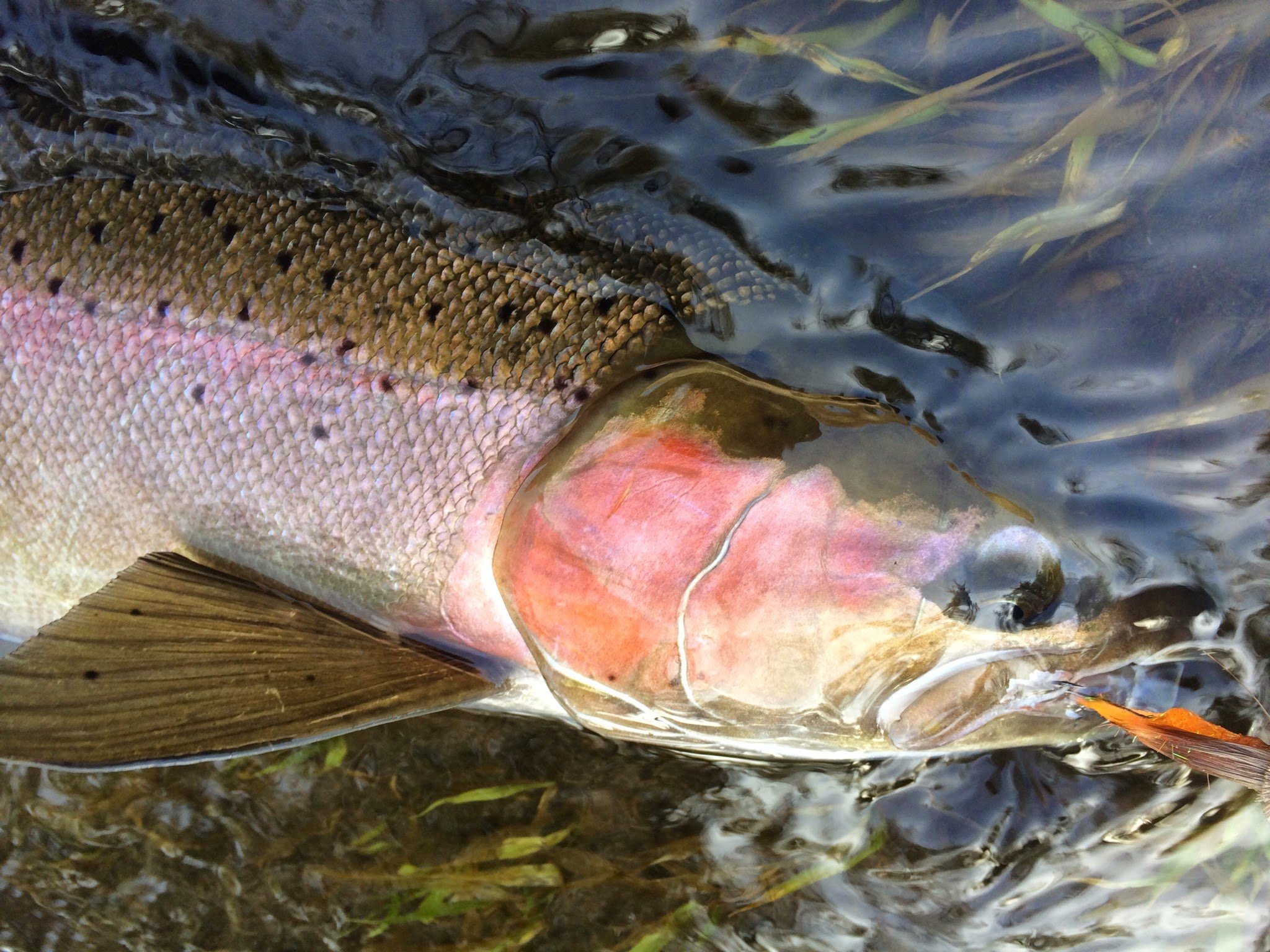 Columbia Basin Wild Steelhead -Barely Better & Remain at Risk — The  Conservation Angler
