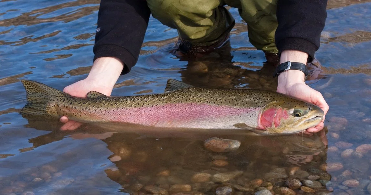 Columbia River Basin Wild Summer Steelhead Season in Review — The