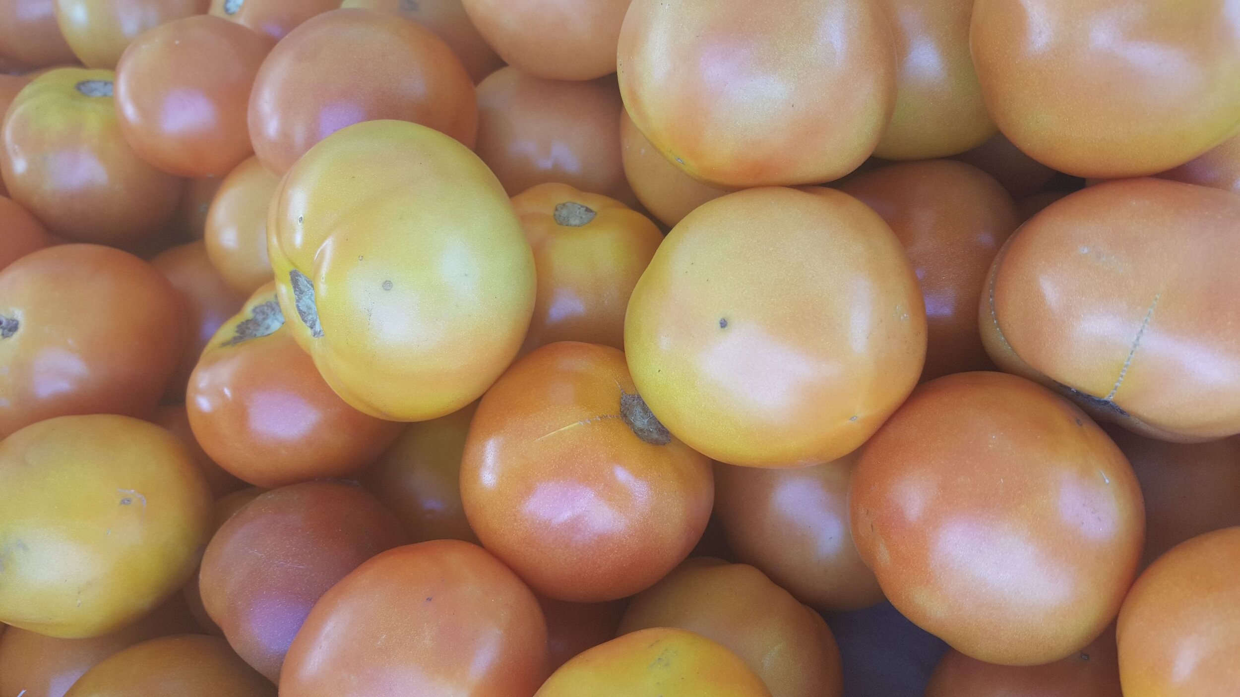 Roma Tomatoes